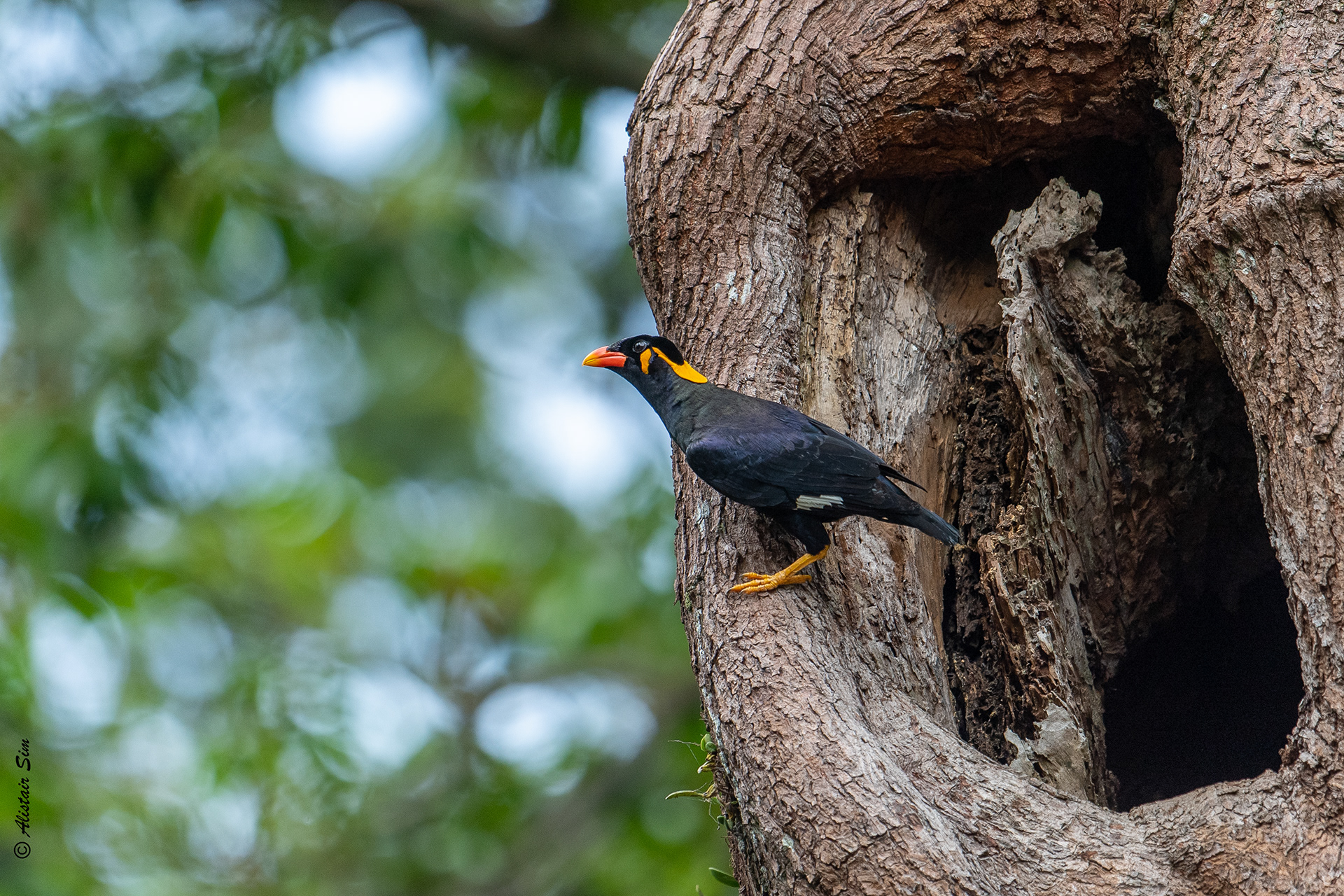 Common hill myna, SBG, Singapore