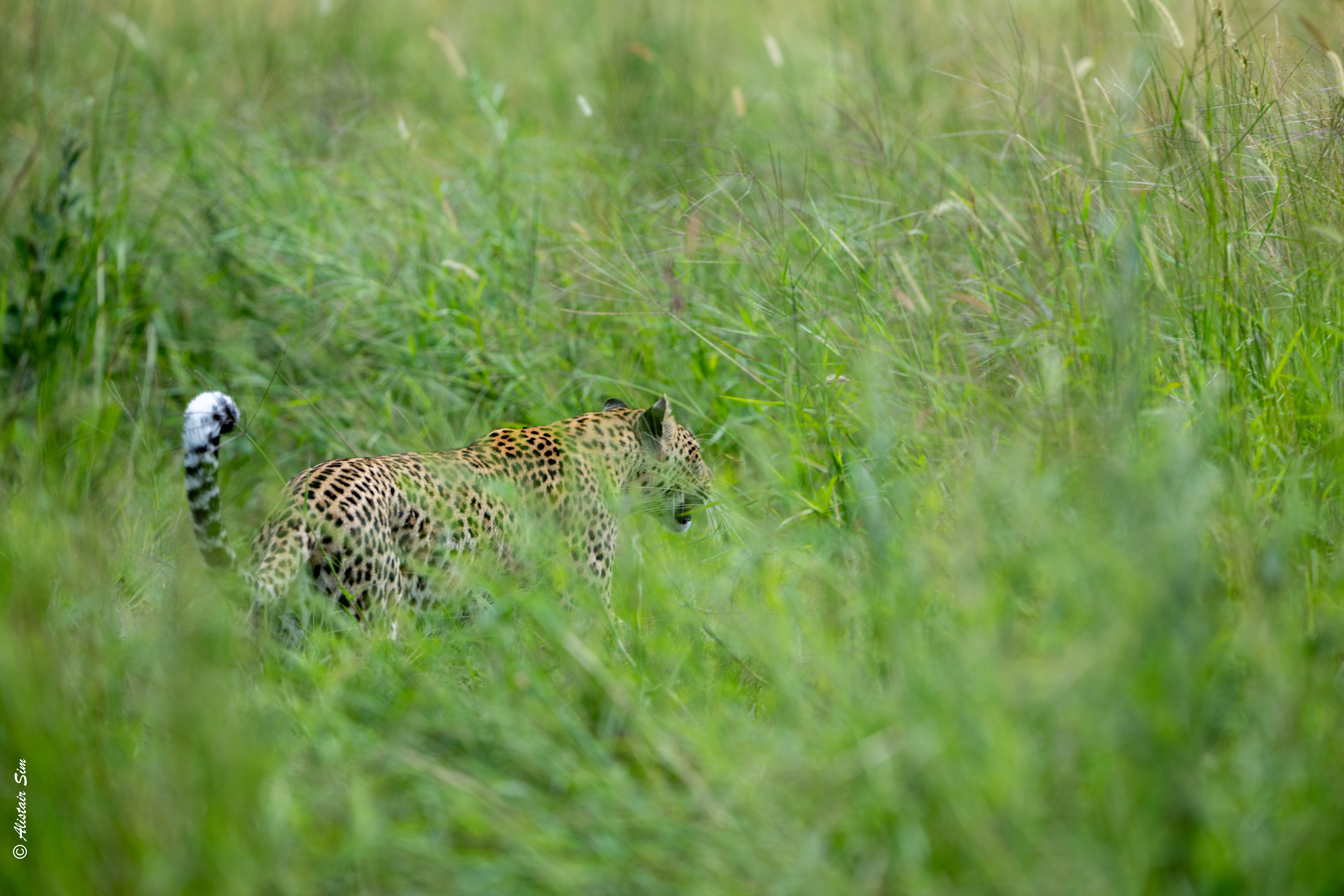 slinks off in the grass