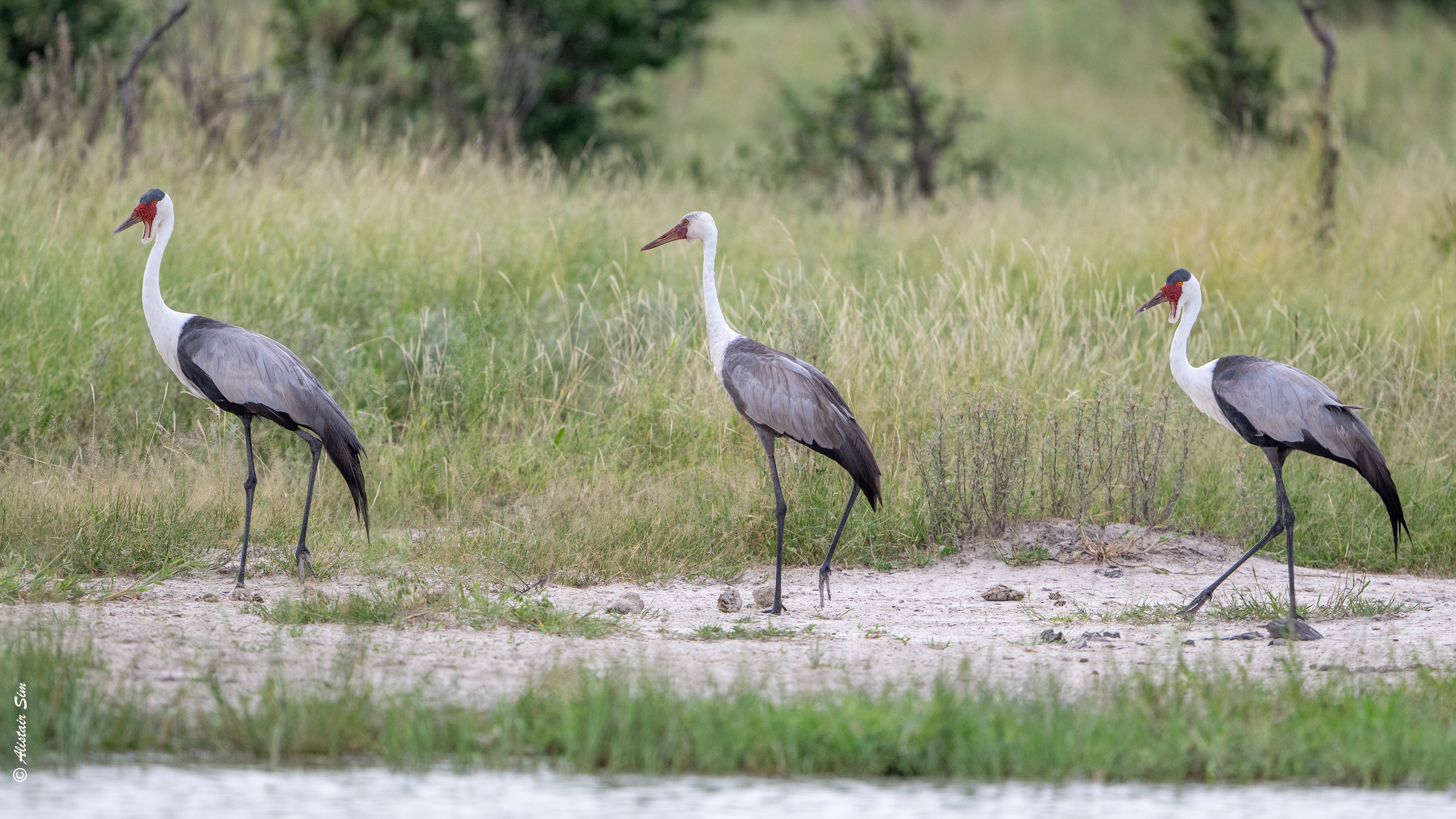 Wattled crane family