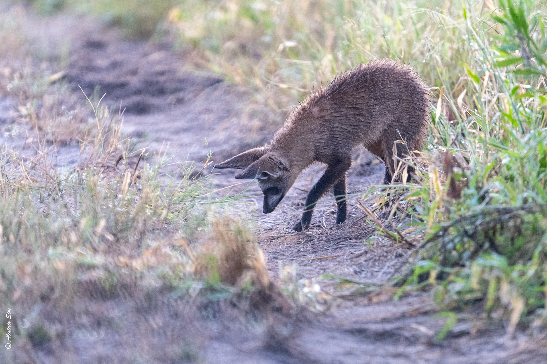with ears to the ground