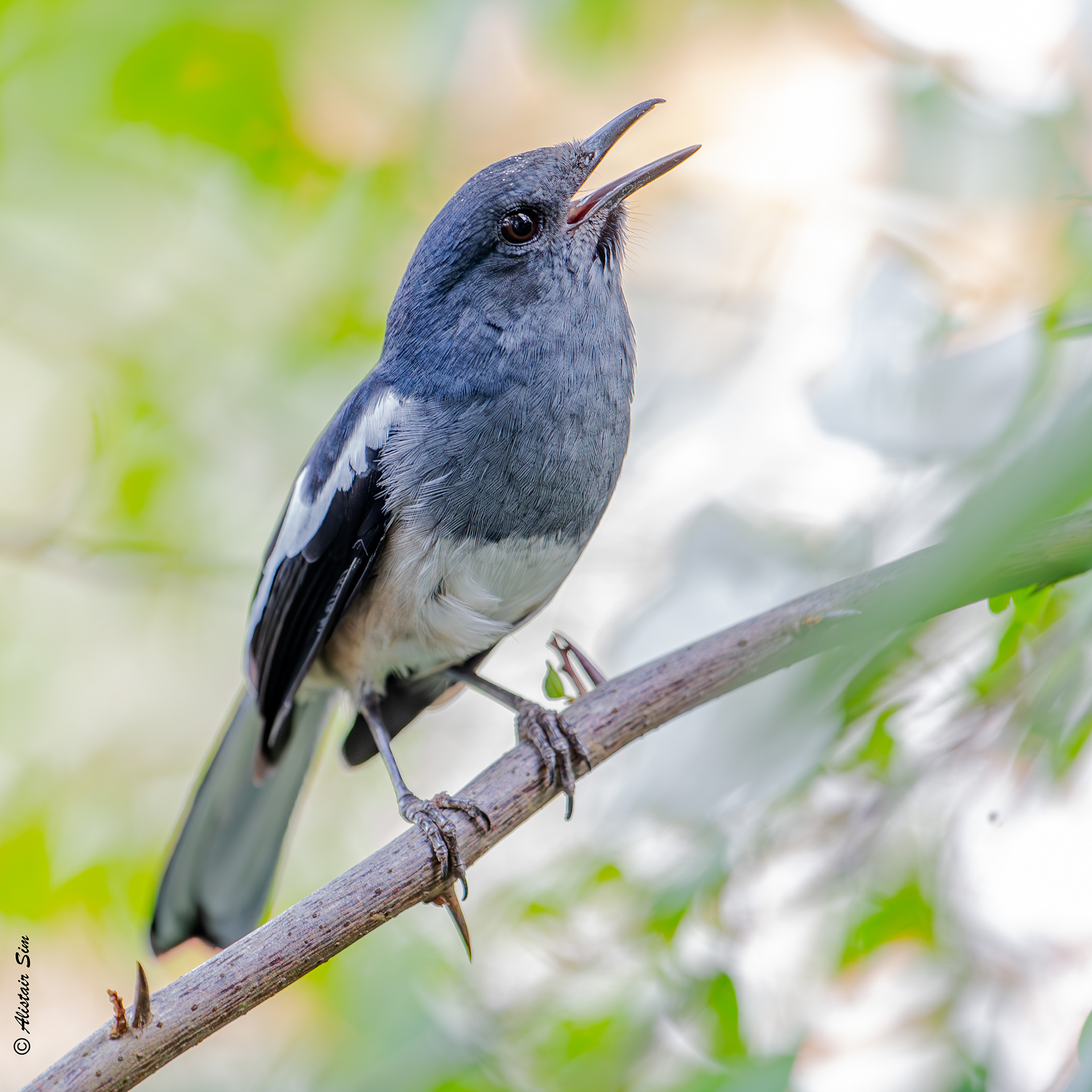 Oriental Magpie Robin, Vanda Road, Singapore