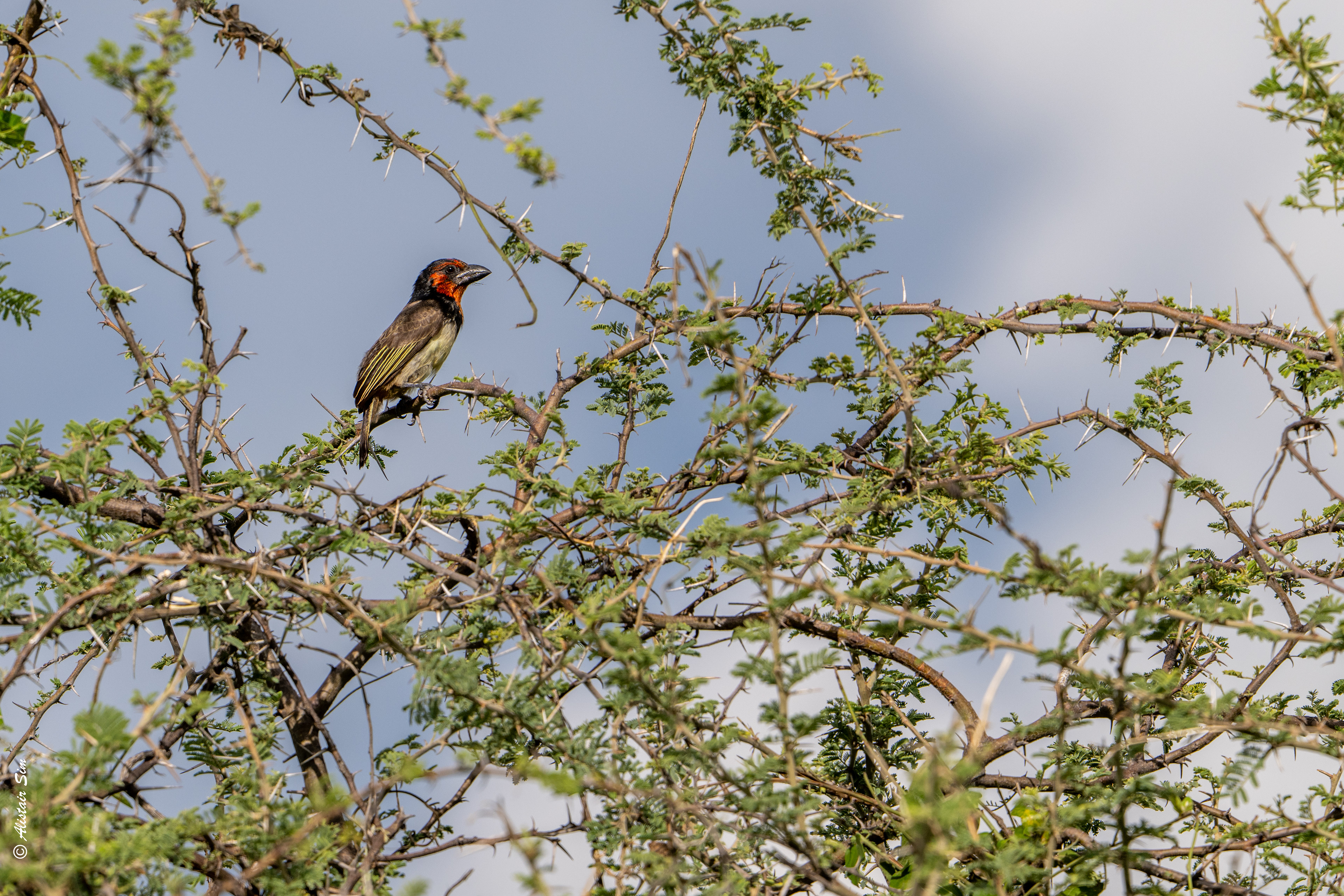Black-collard barbet