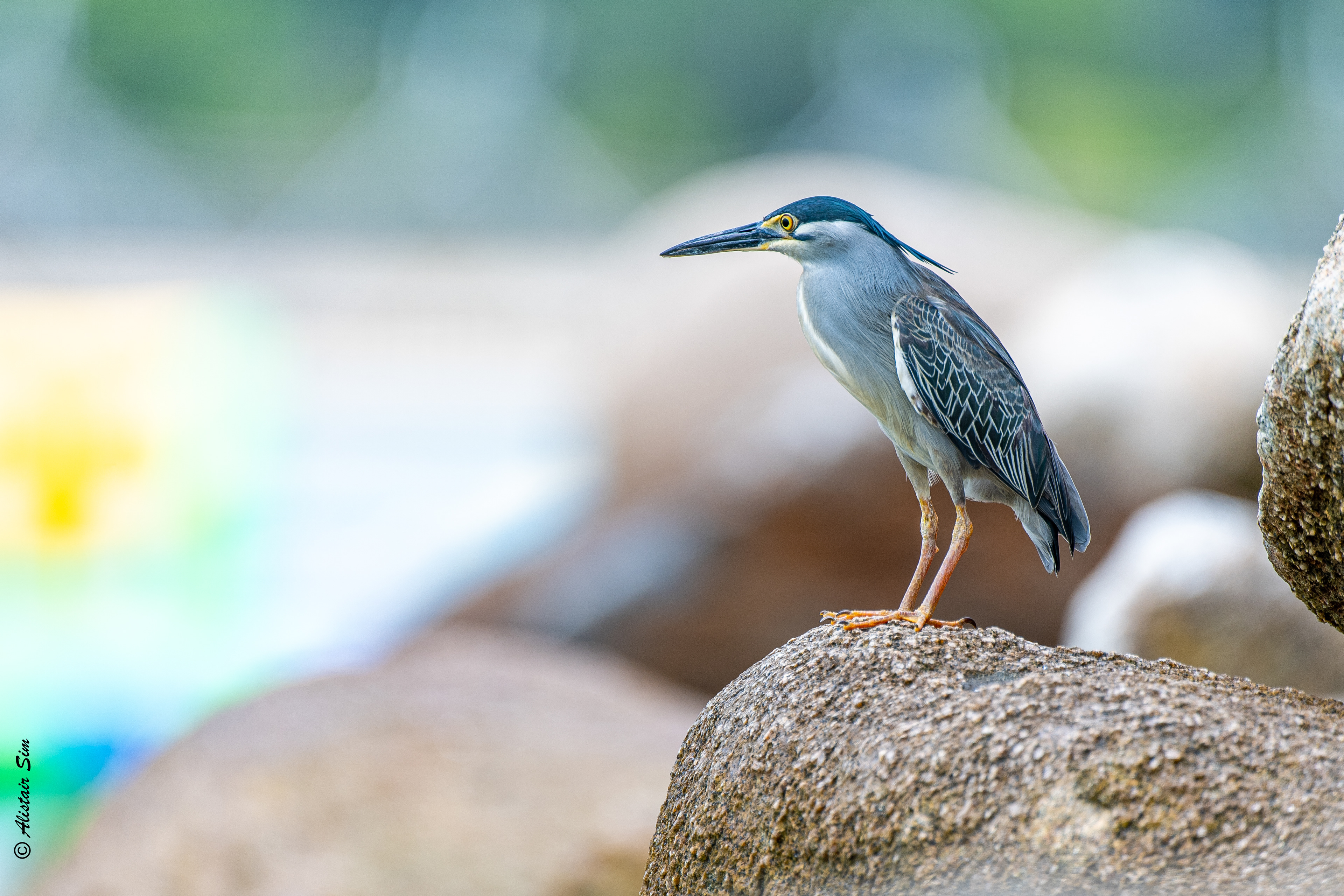Little Heron, Sentosa, Singapore