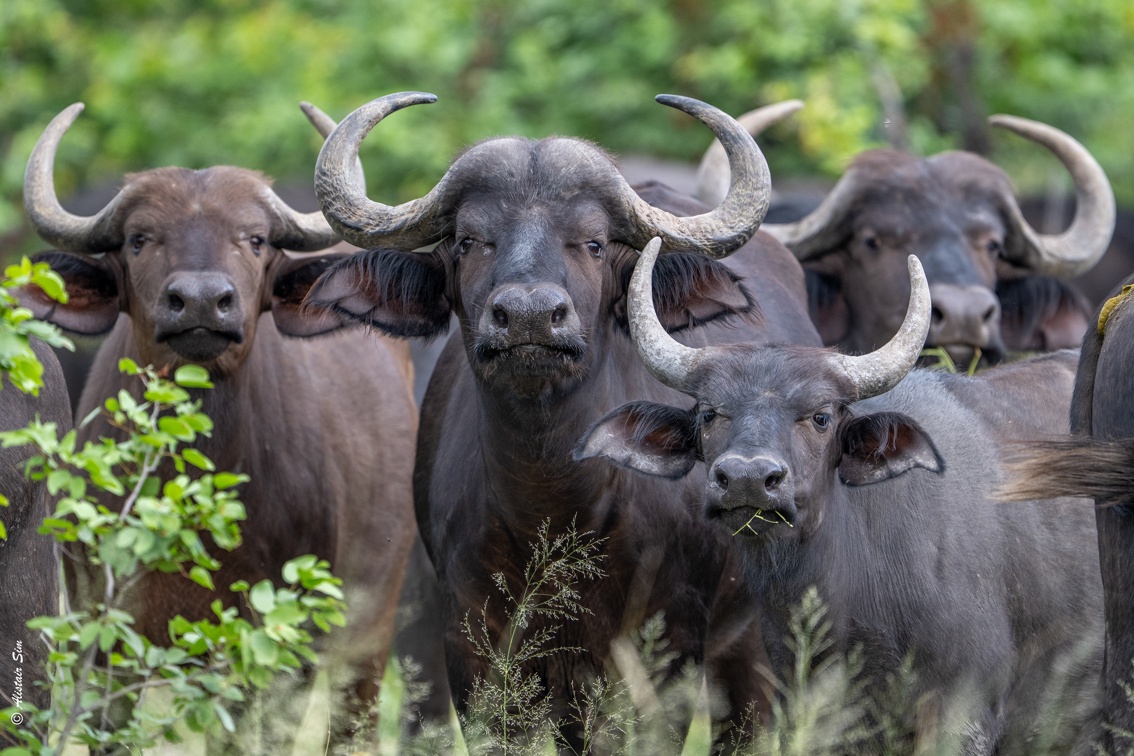 the welcome committee, Cape Buffalo