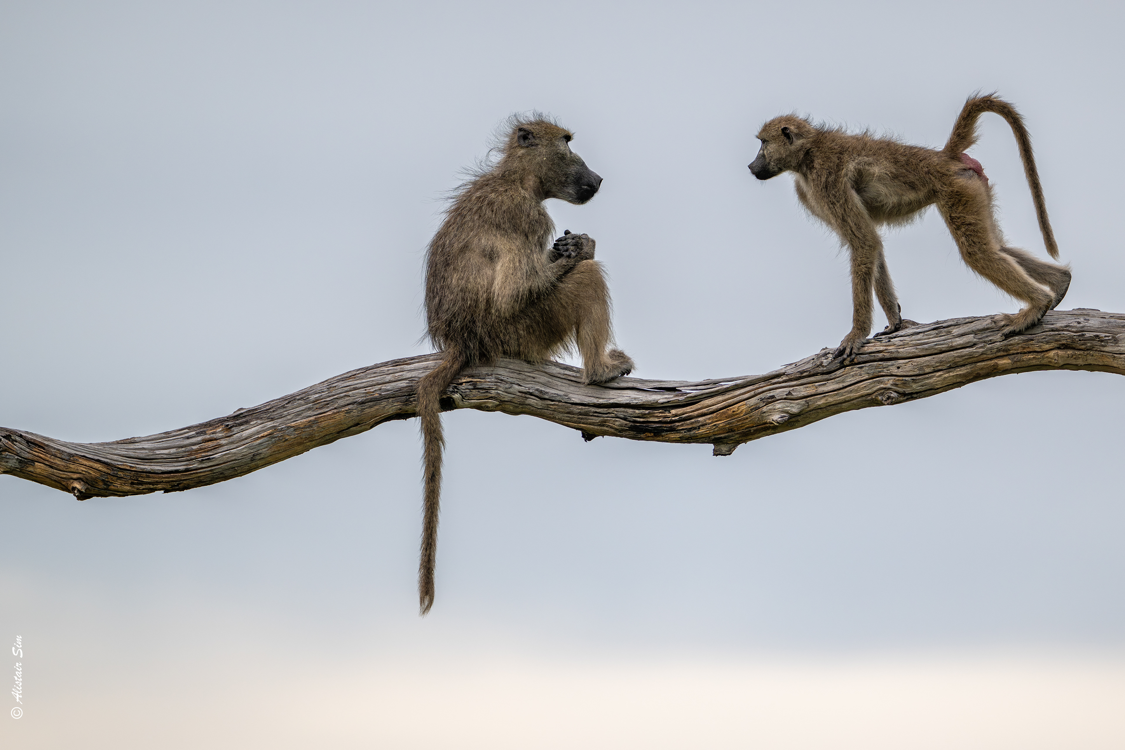 Chacma baboons