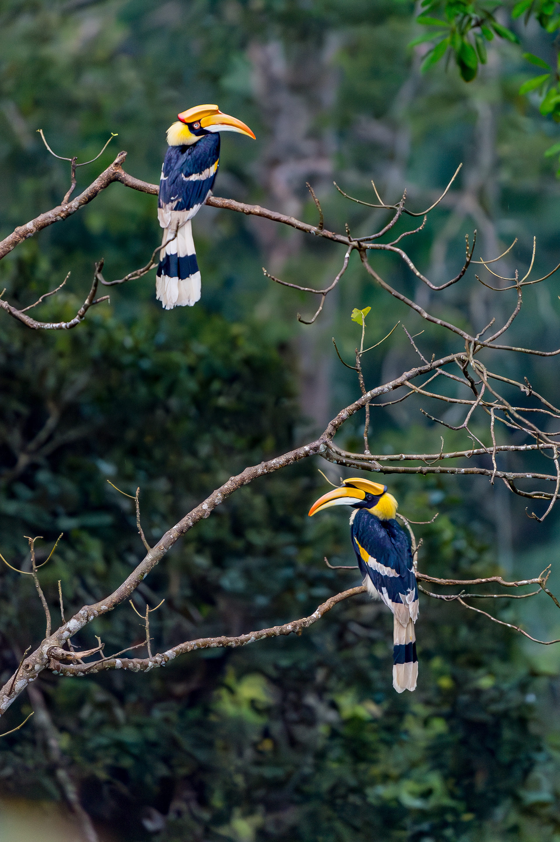 Great Hornbills, Langkawi