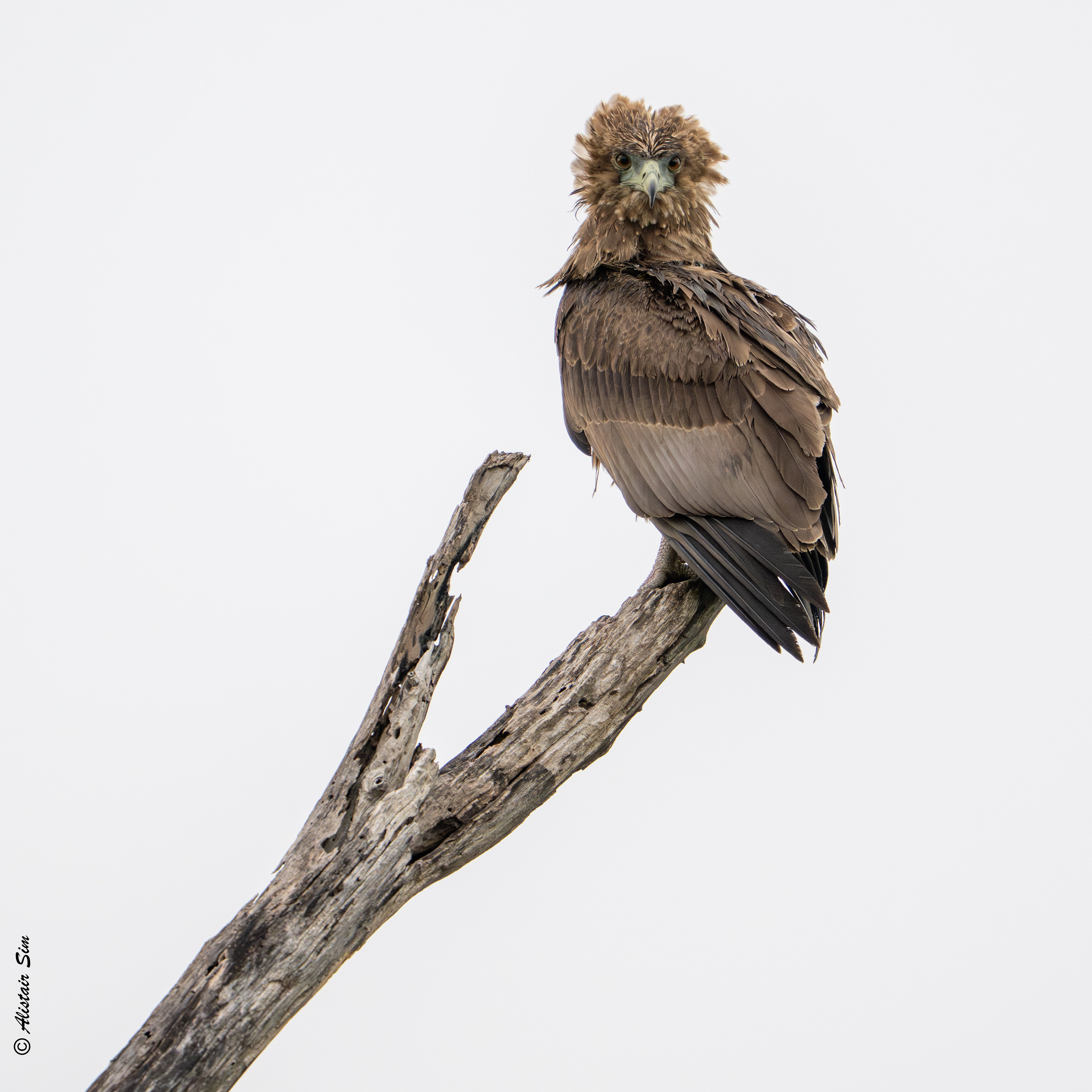 Bateleur Eagle (juvenile)
