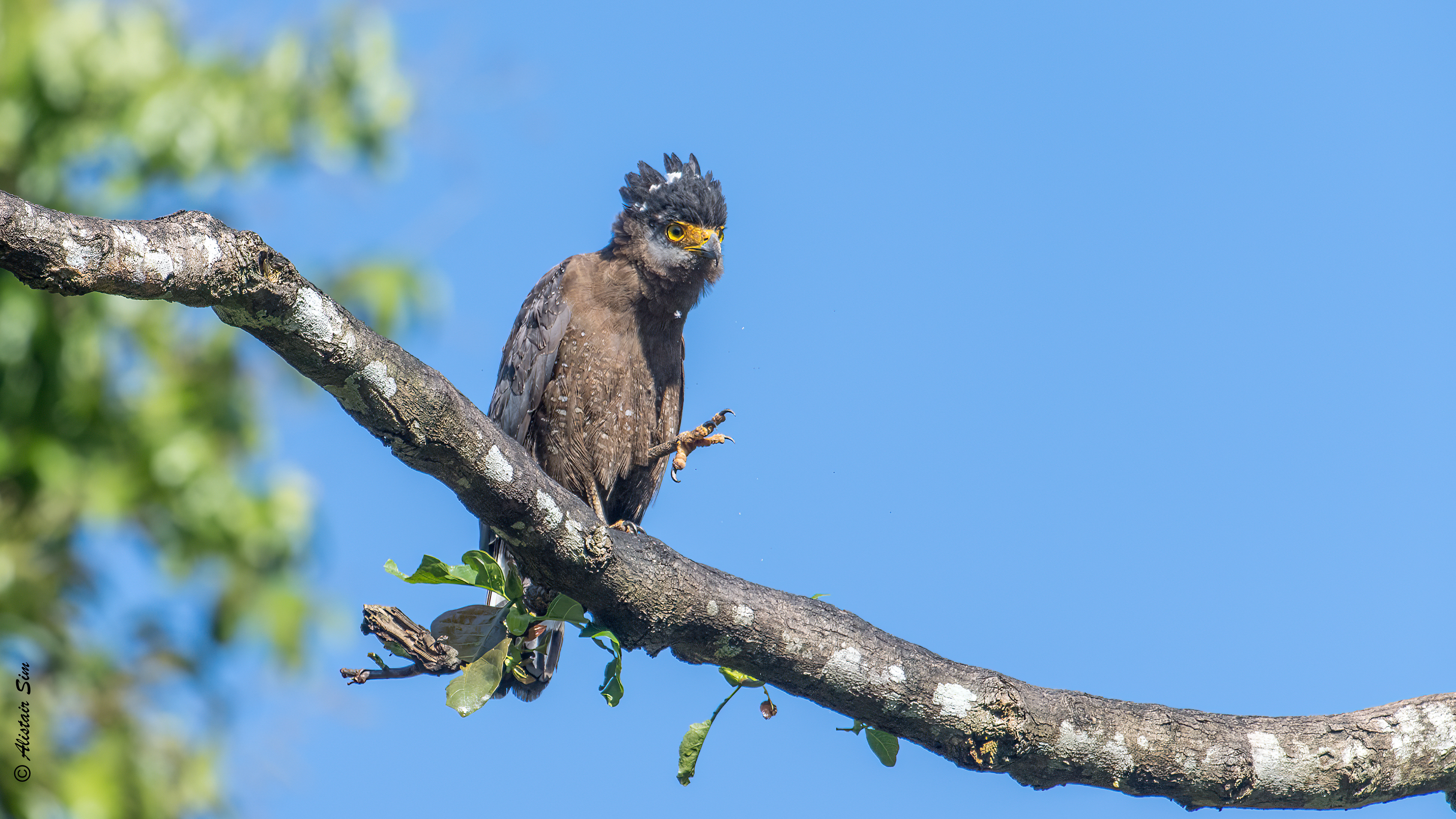 Crested Serpent-Eagle, Kinabantangan, Malaysia