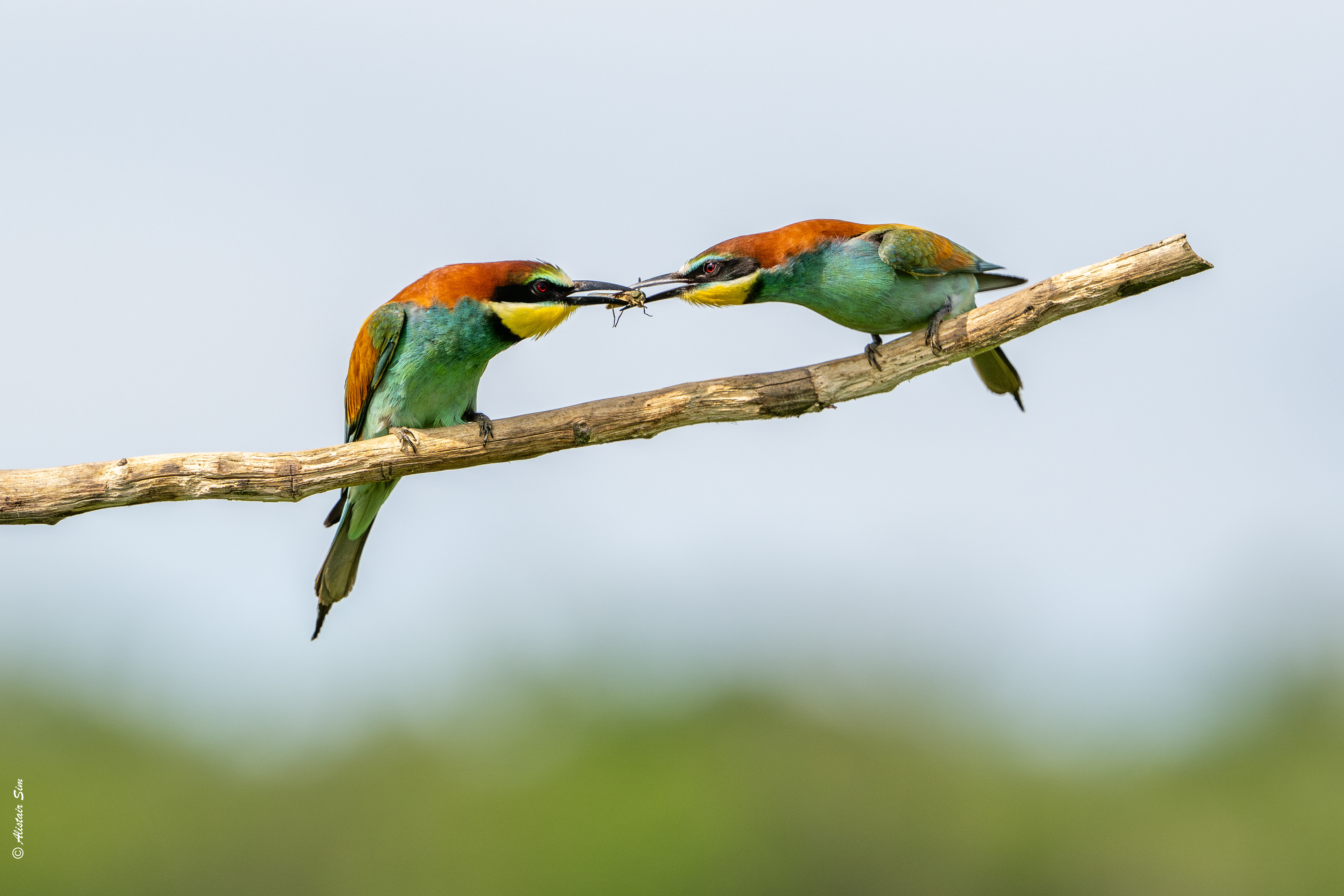 With love from me to you, European Bee-eater,  Mouches