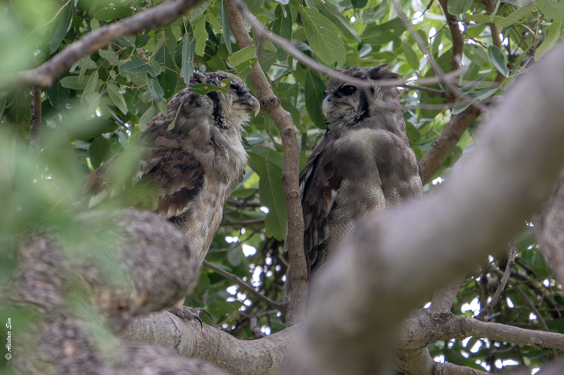 Verreaux's eagle owl