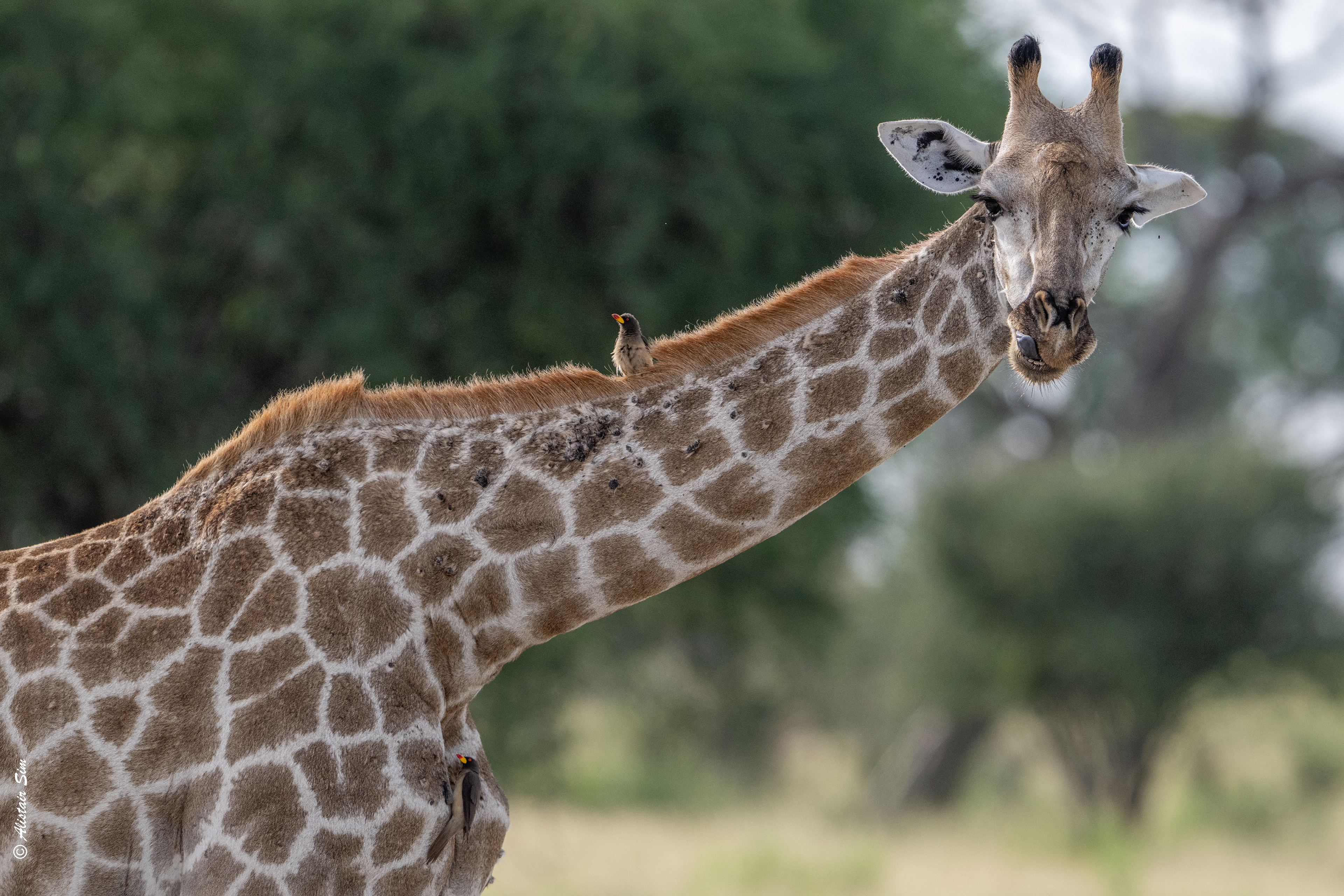 Southern giraffe with yellow-billed ox-pecker