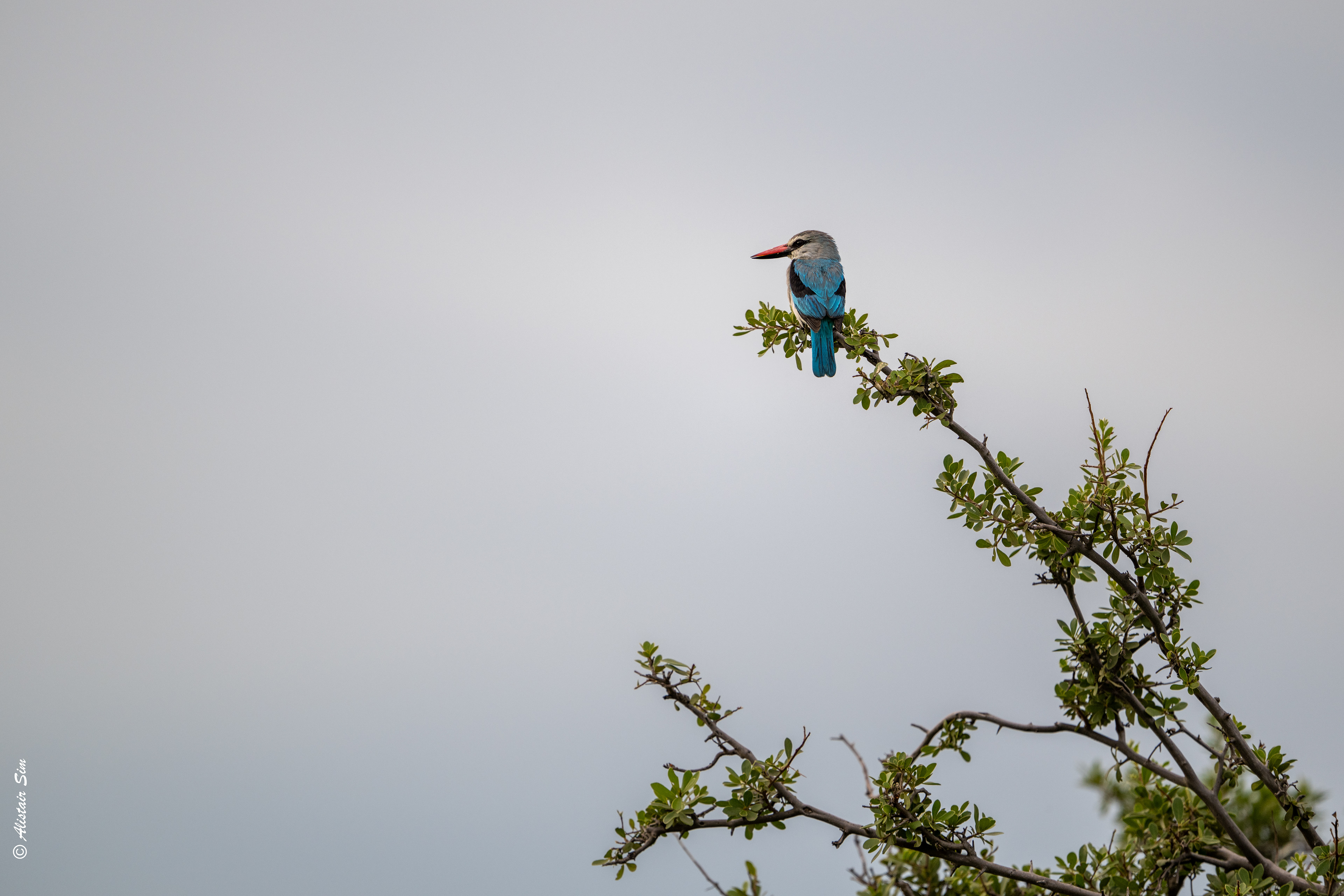 Woodland kingfisher