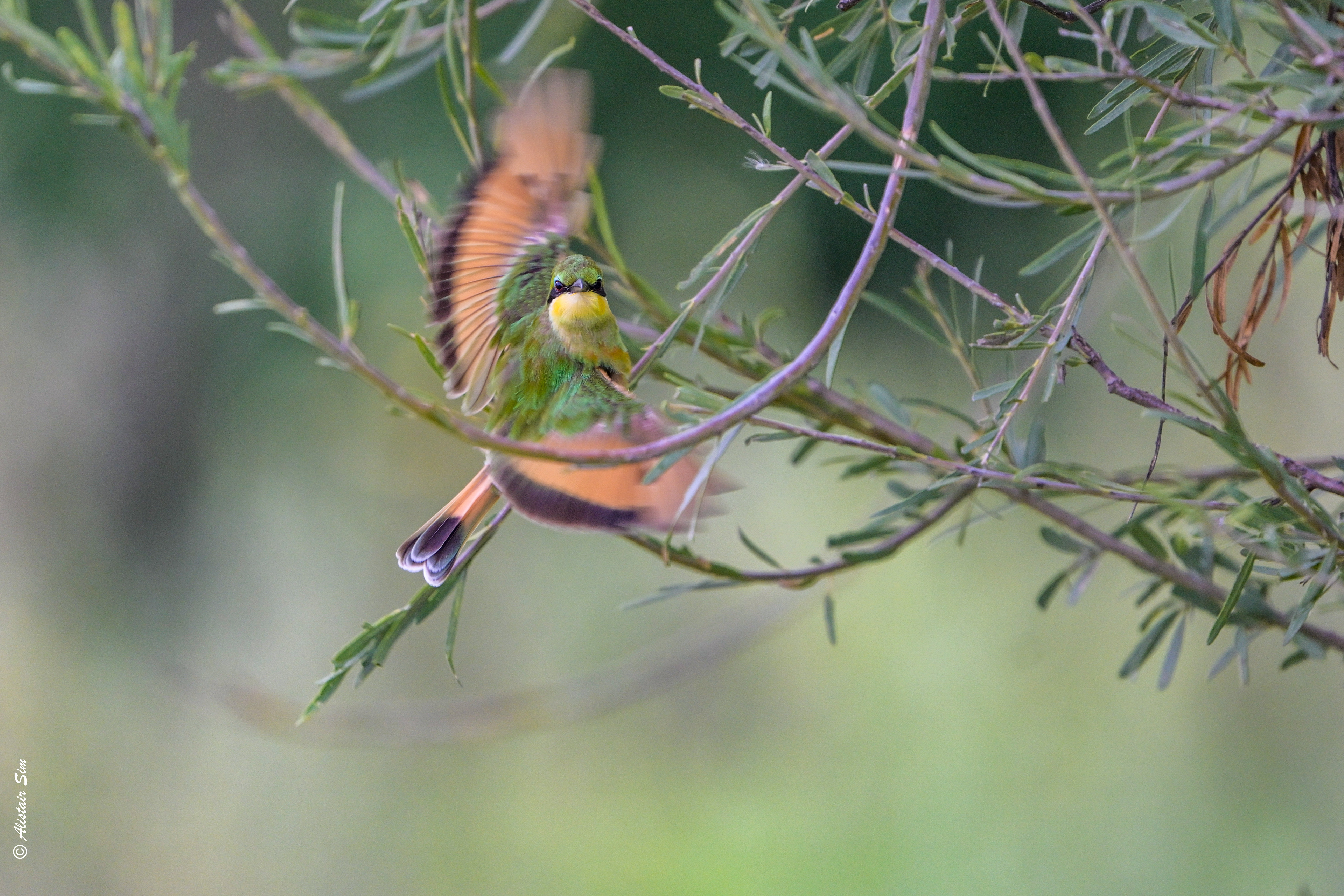 Little bee-eater