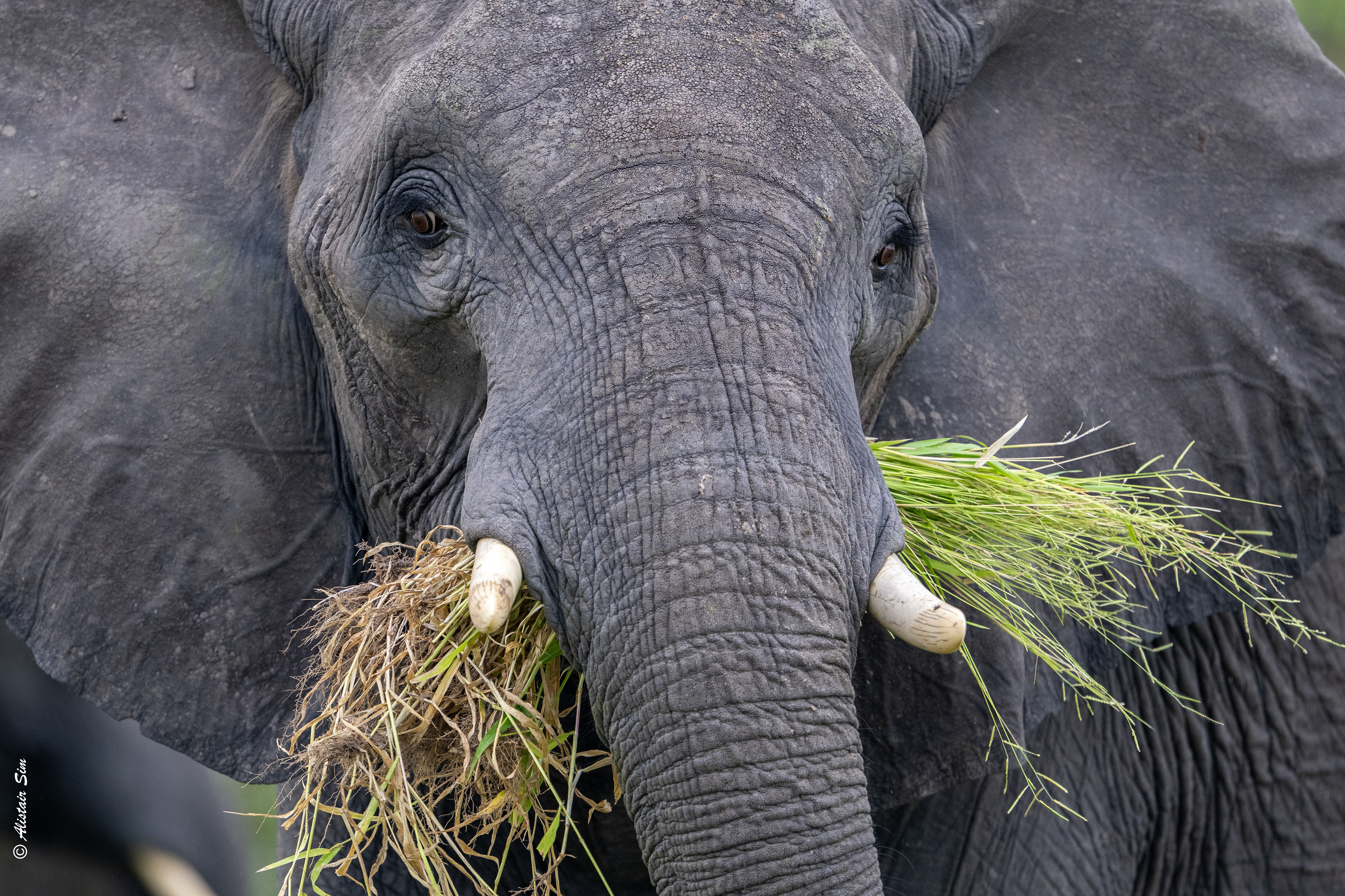 African elephant