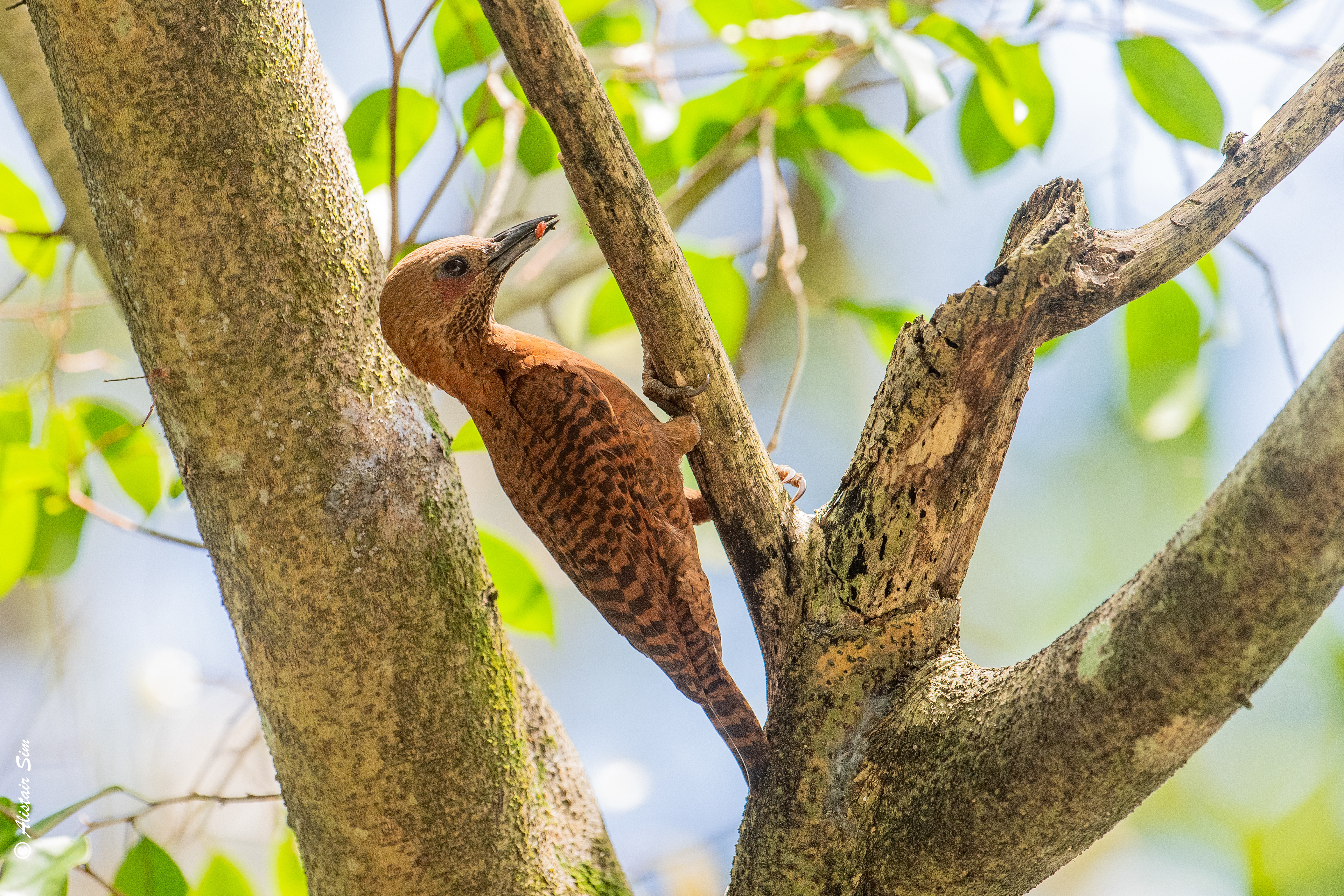 Rufous Woodpecker, Turf City, Singapore