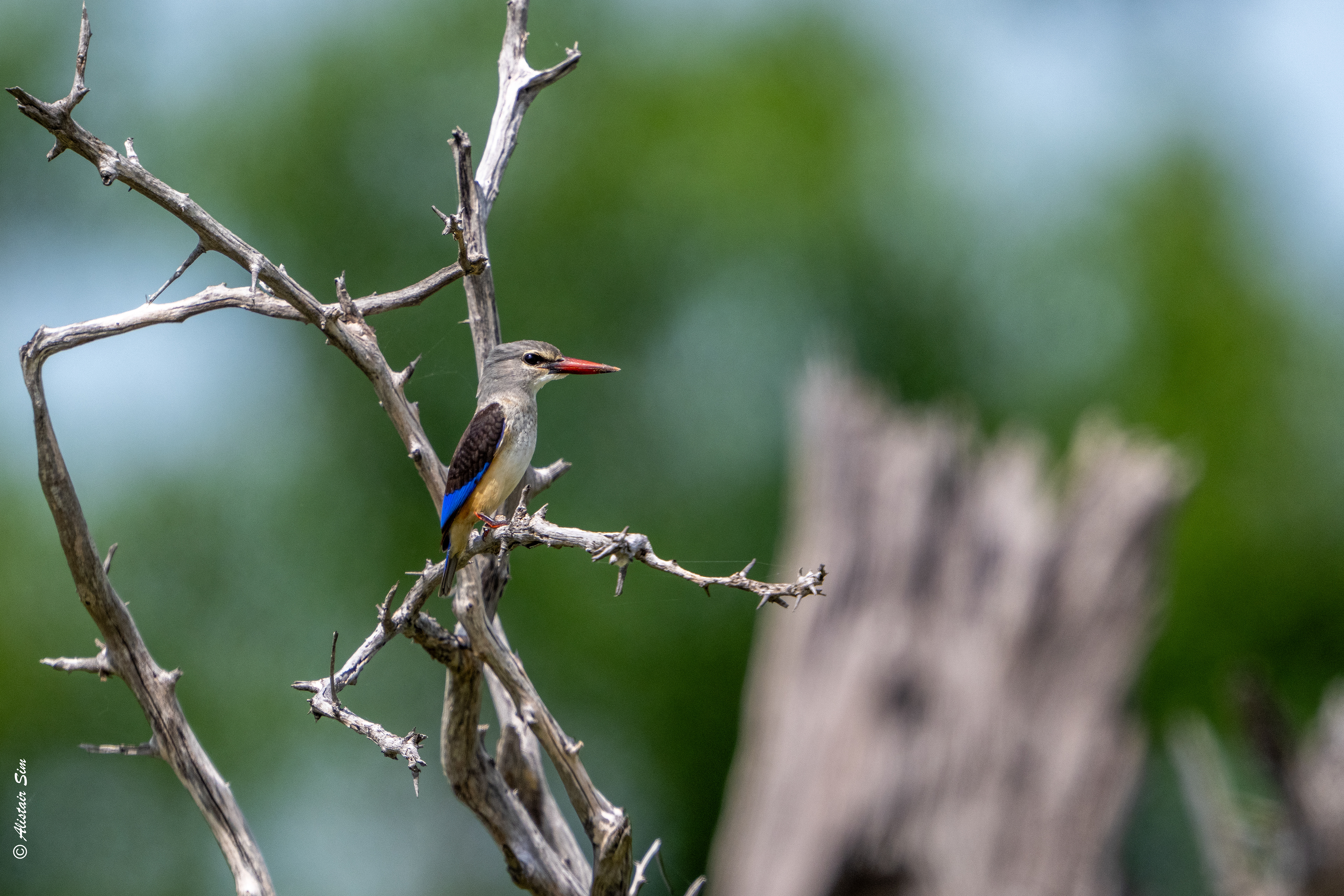 Grey-headed kingfisher