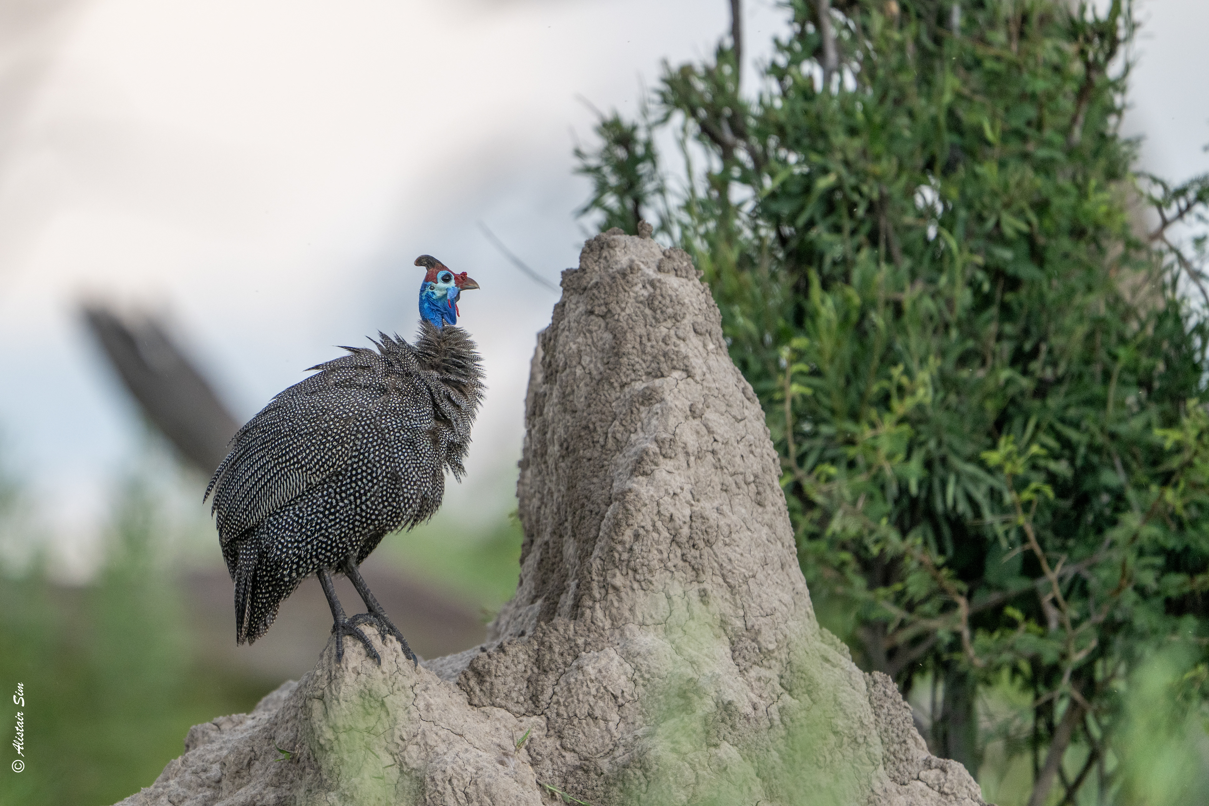 Helmeted guineafowl, dad