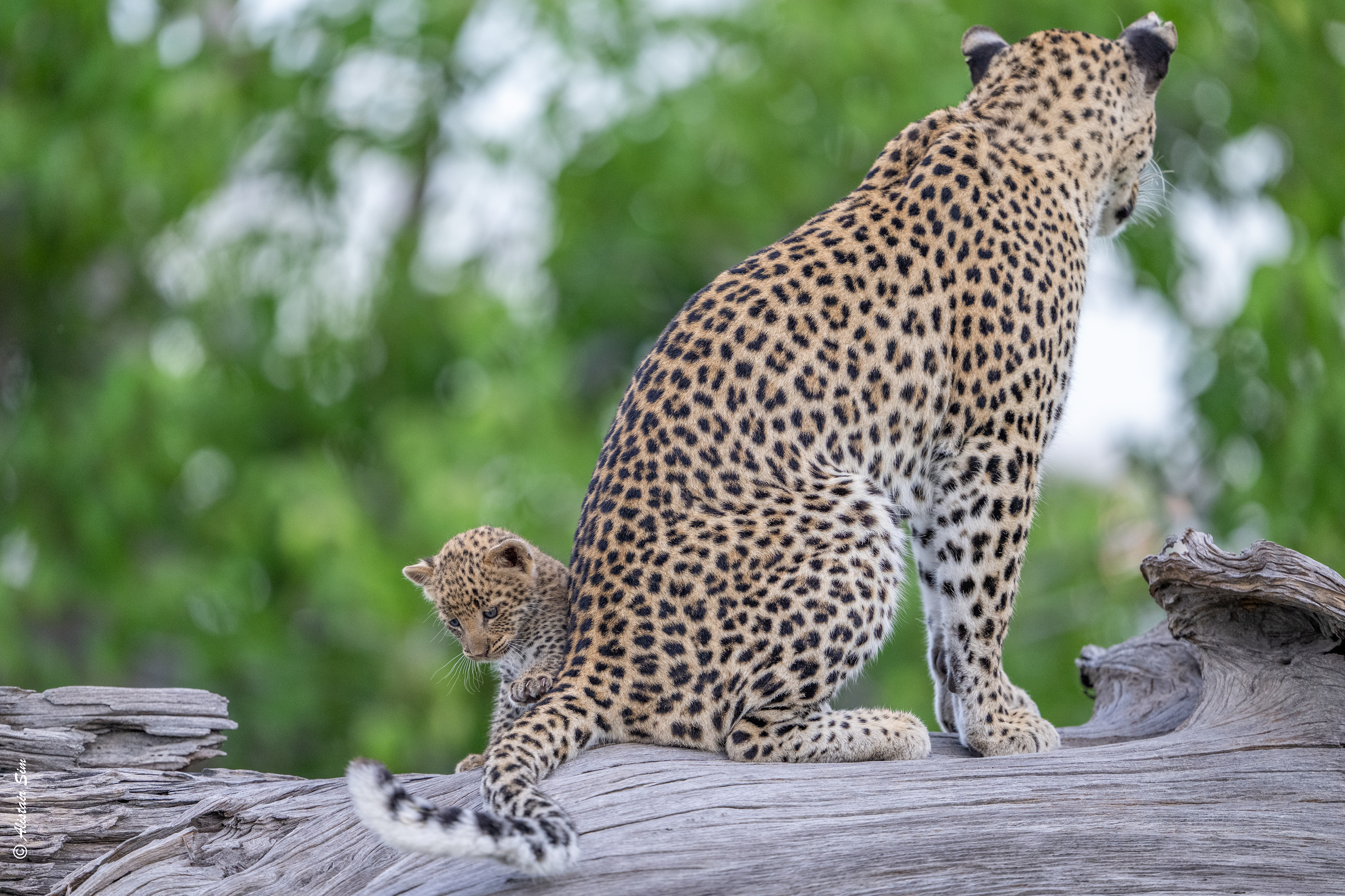 there is that tail again!