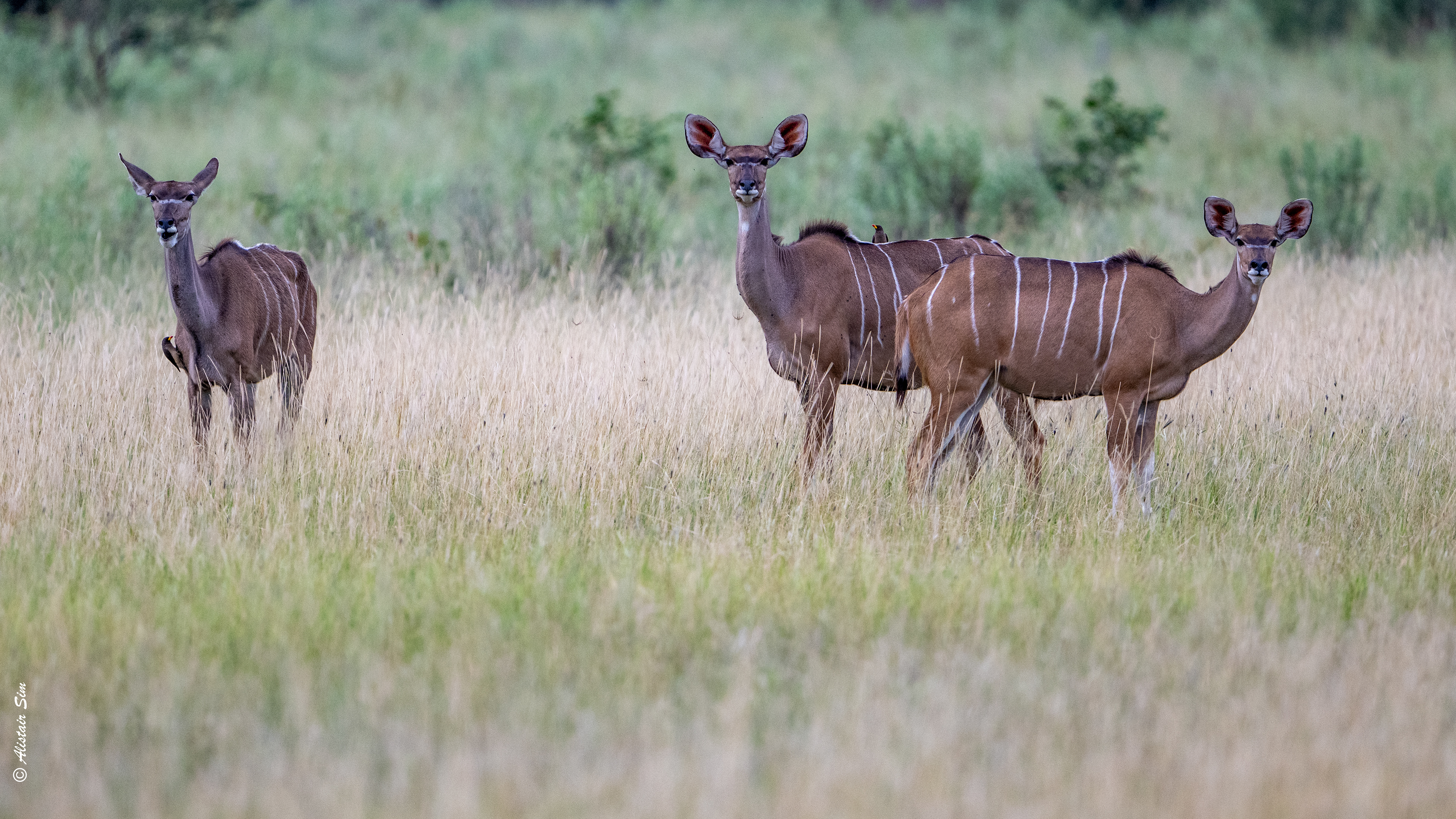 Kudu
