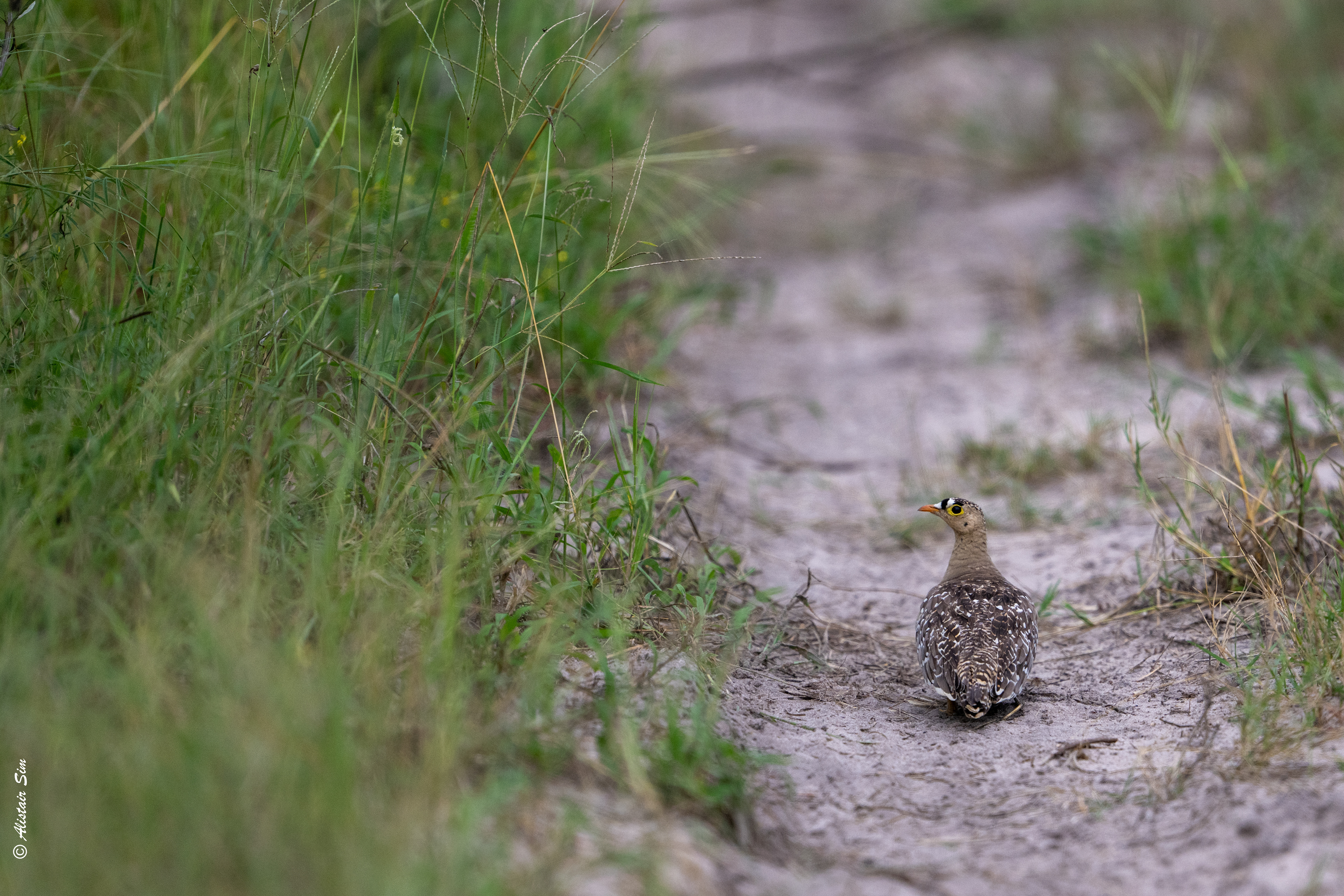 Double-banded sandgrouse