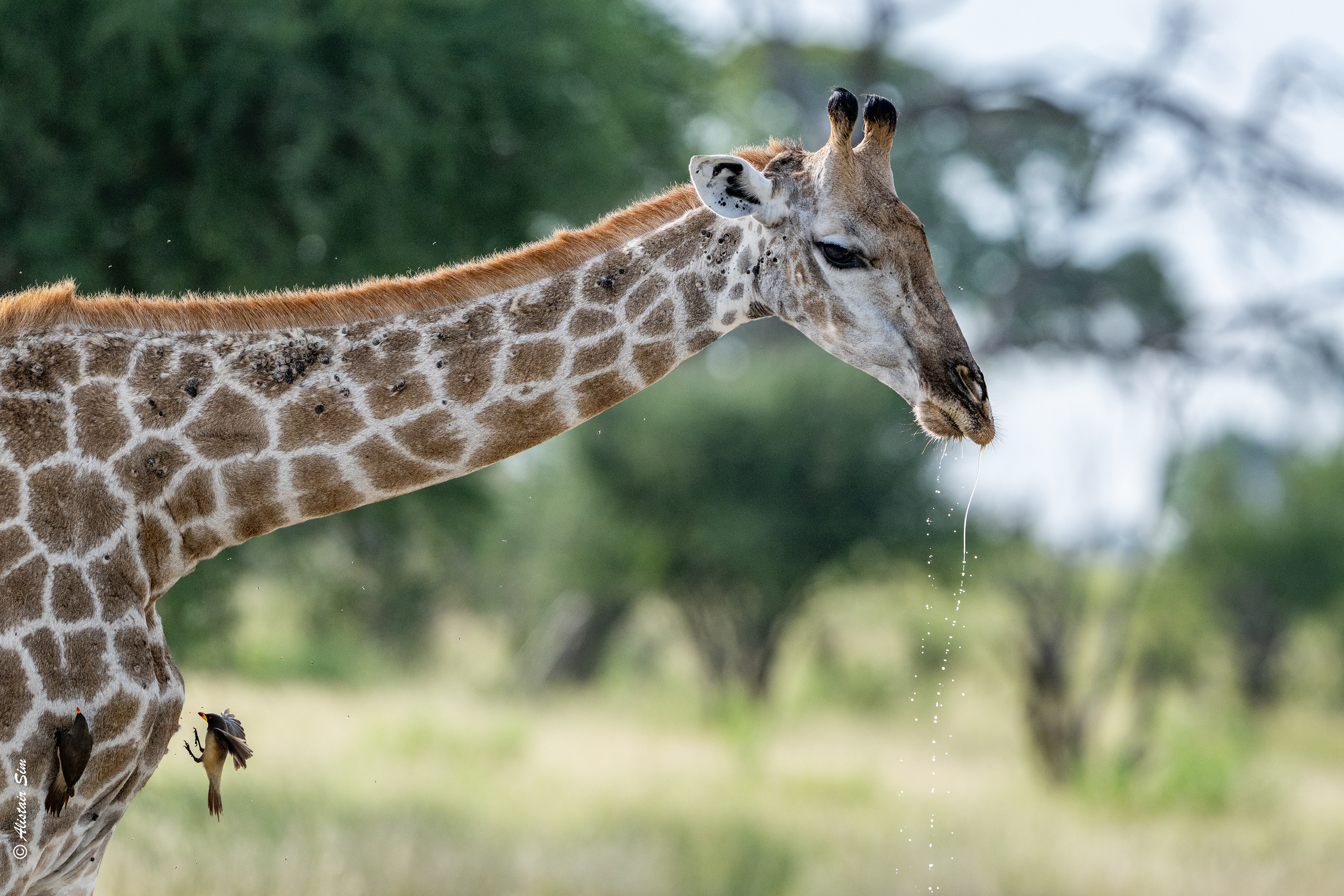 Southern giraffe having a drink