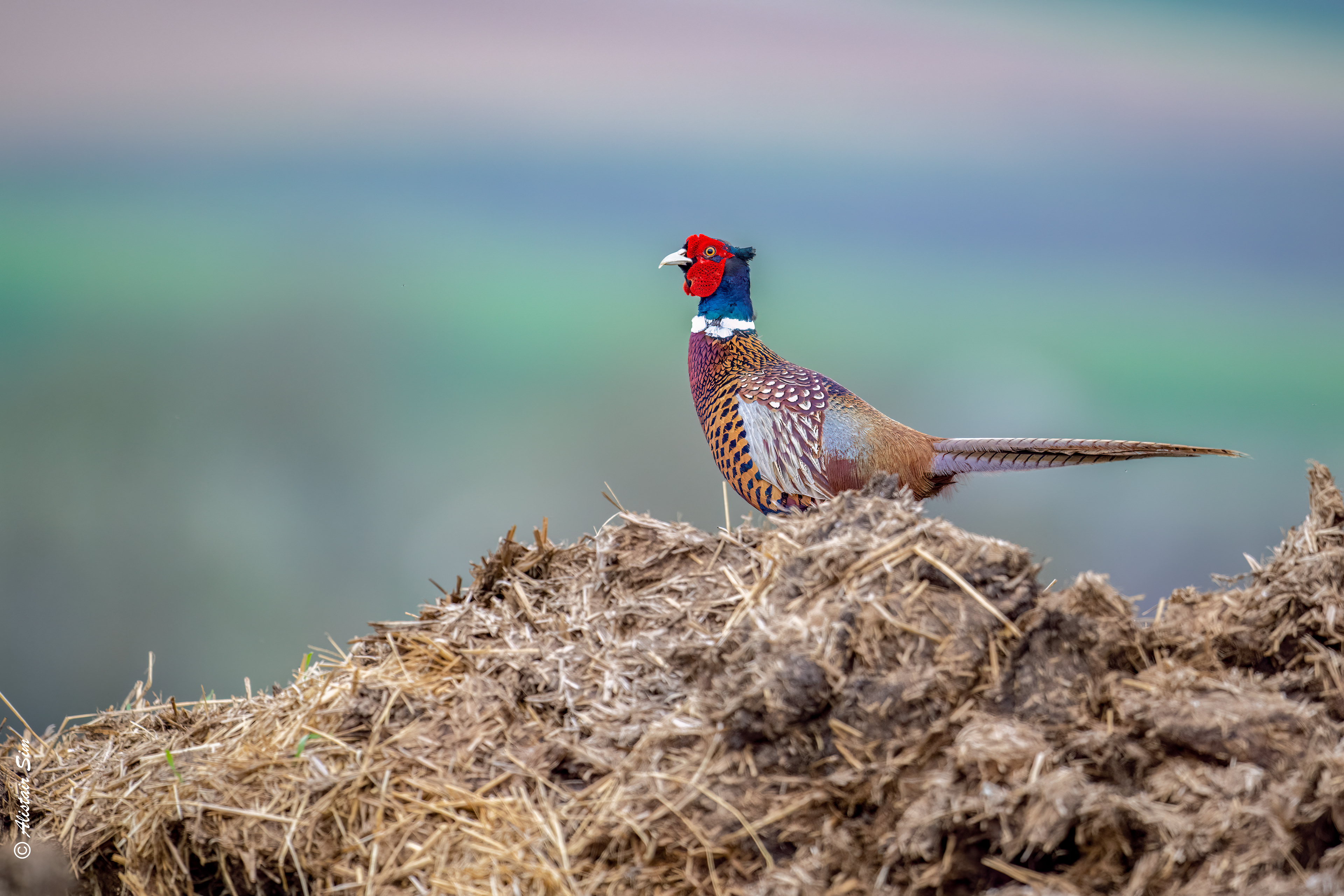 Le roi du fumier, Hubans