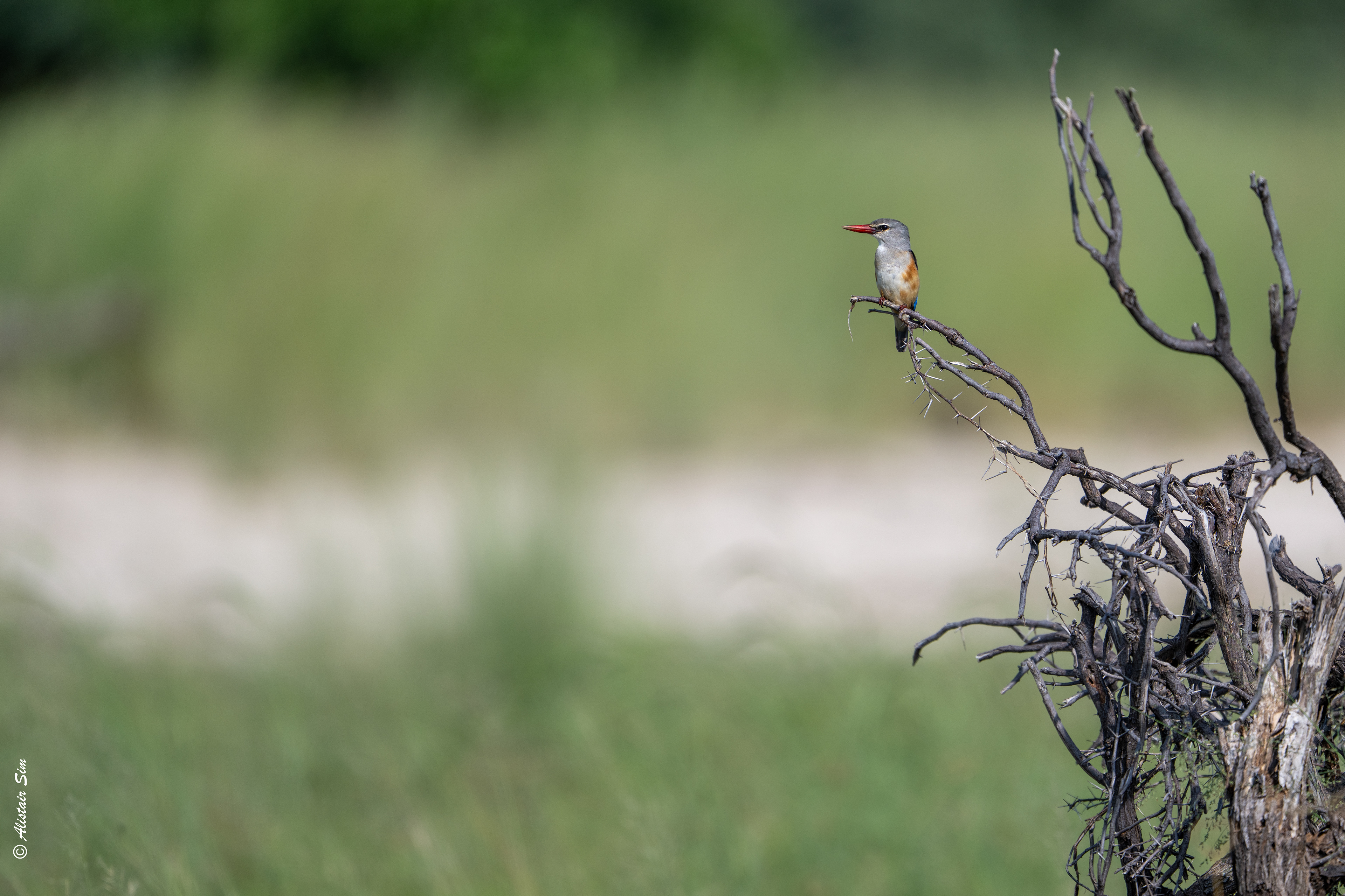 Grey-headed kingfisher