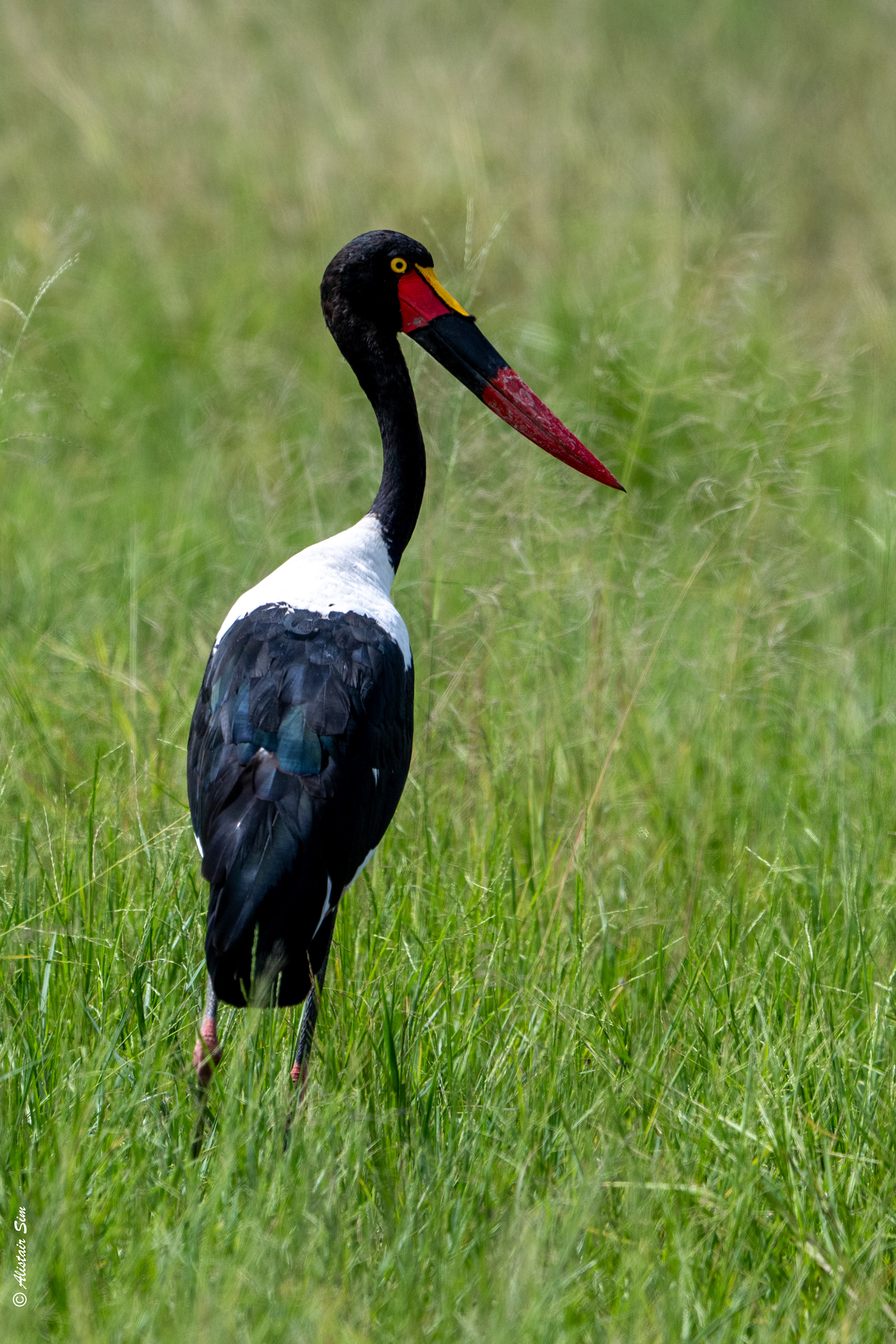 Saddle-billed stork