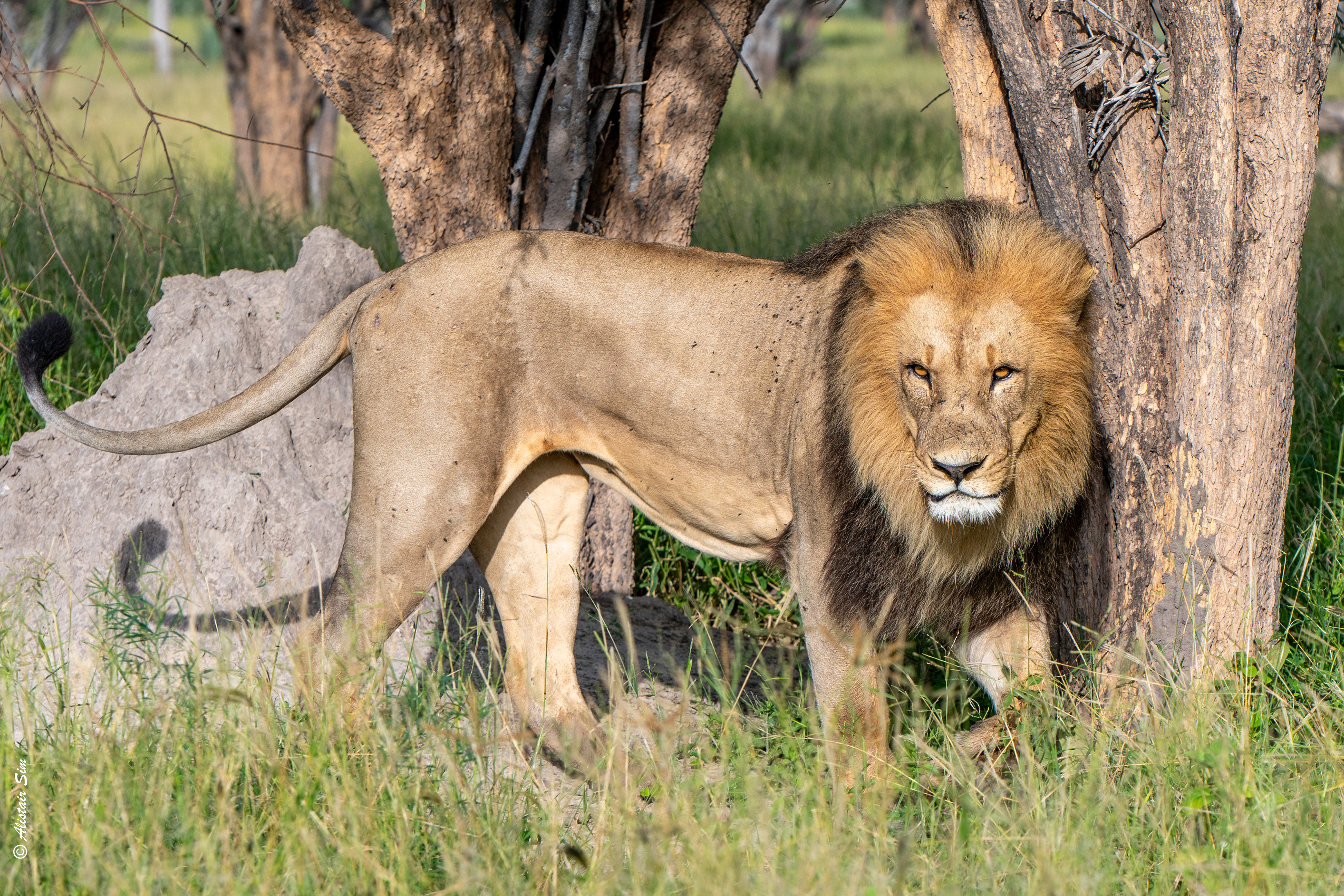 Lion