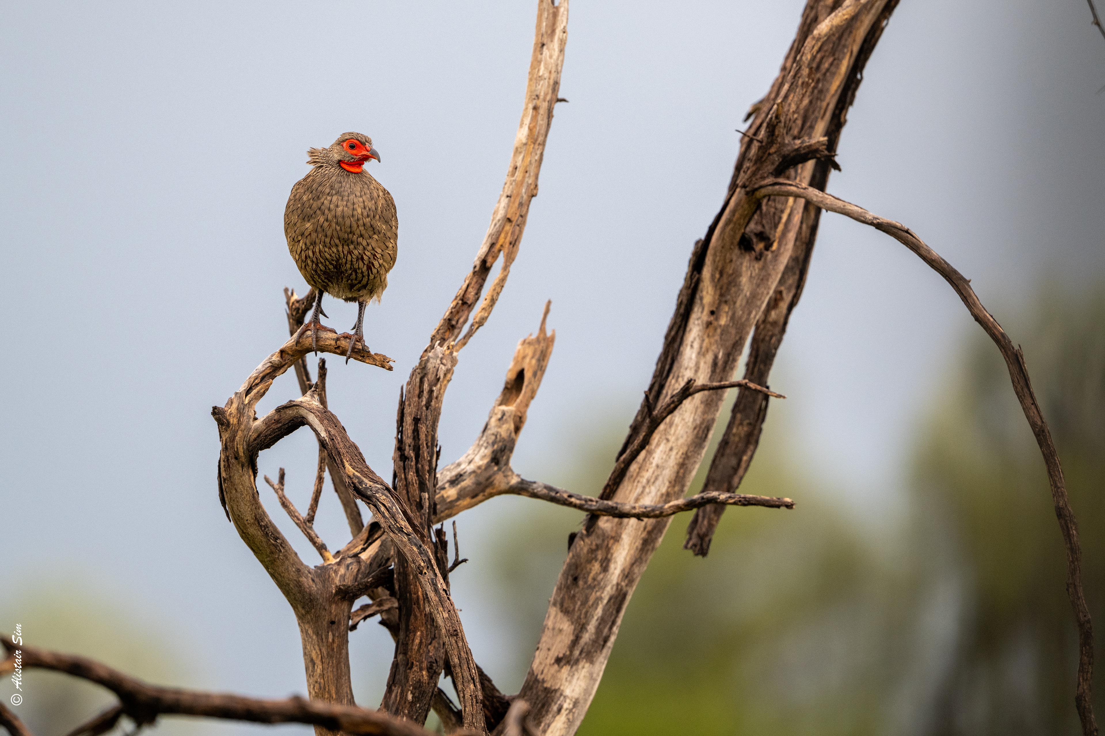 Swainson's spurfowl