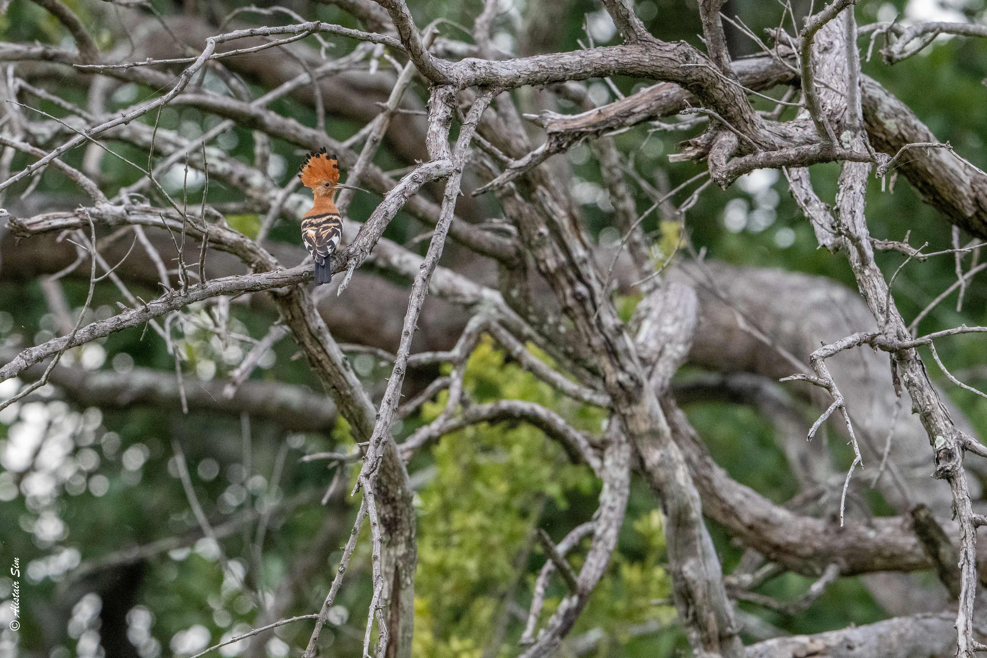 Eurasian hoopoe