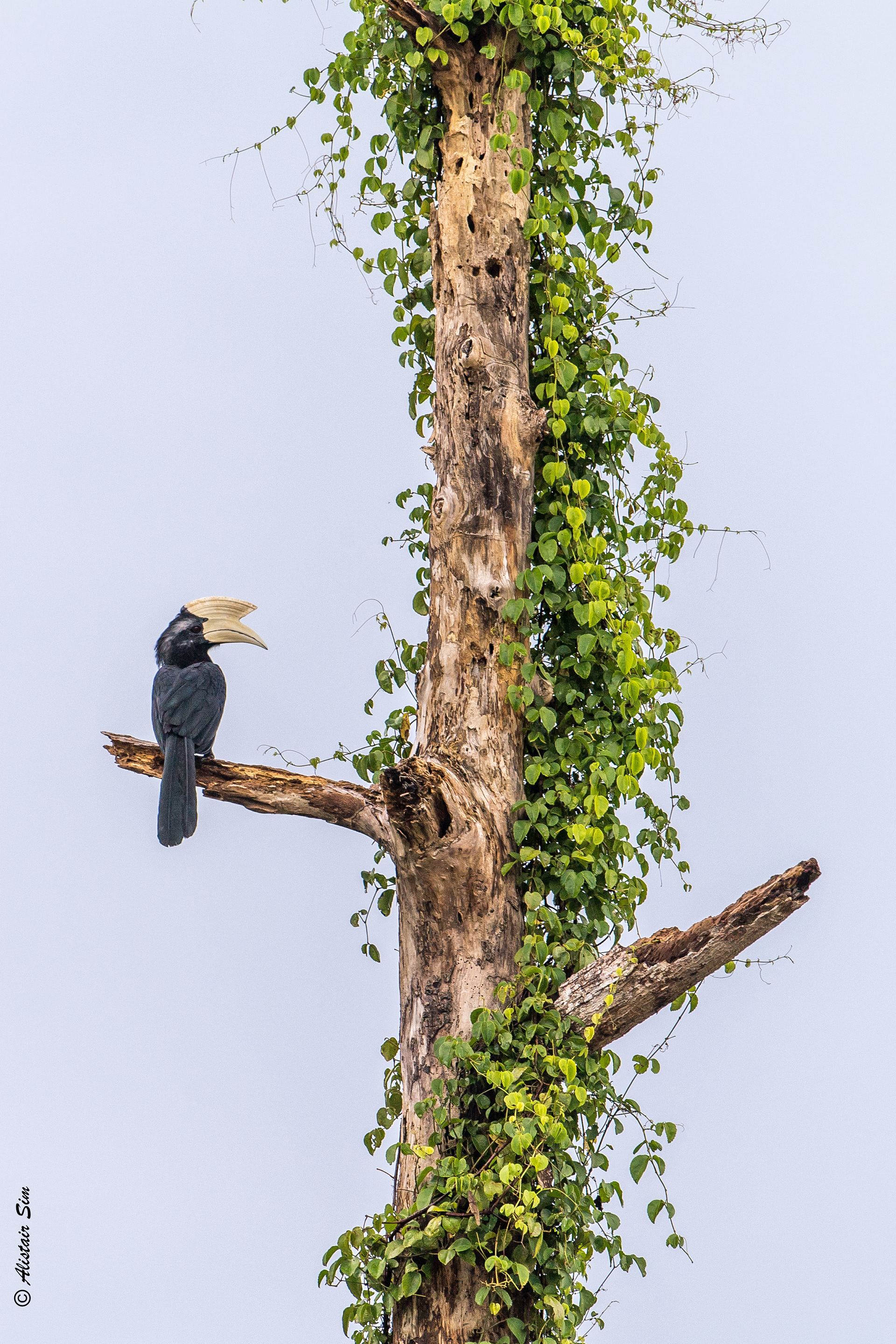 Black Hornbill, Kinabantangan, Malaysia