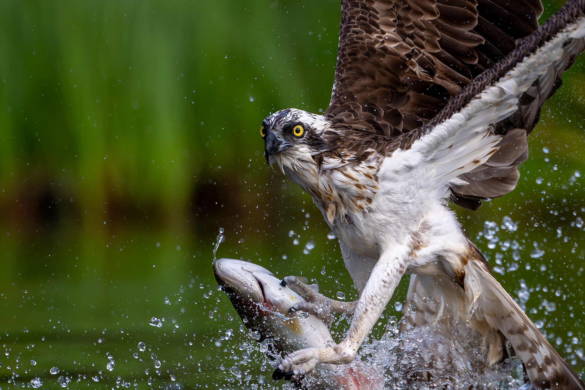 Osprey, Aviemore, Scotland