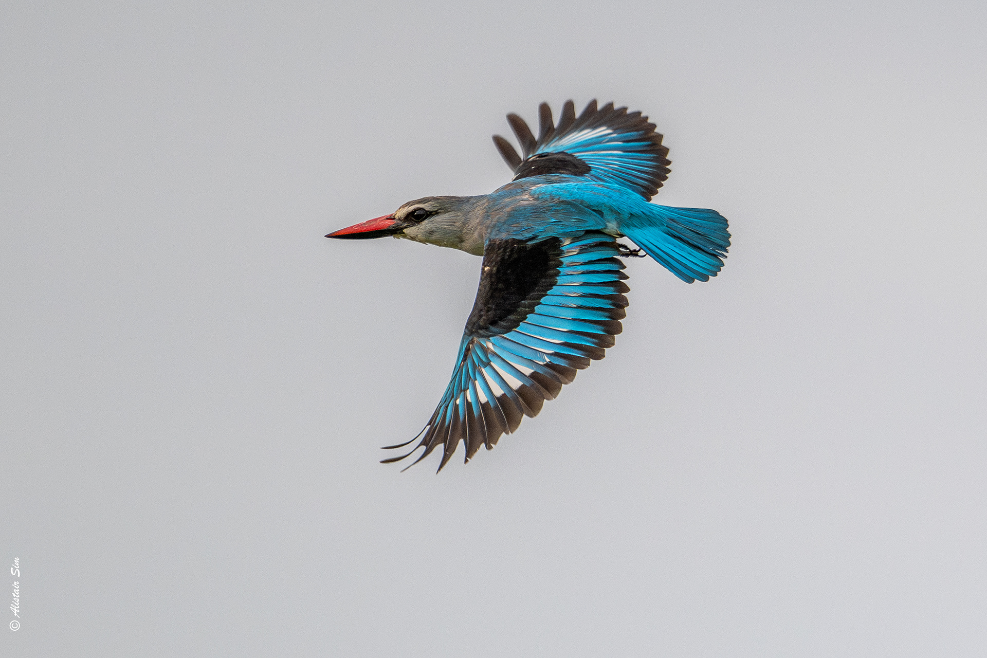 Woodland kingfisher