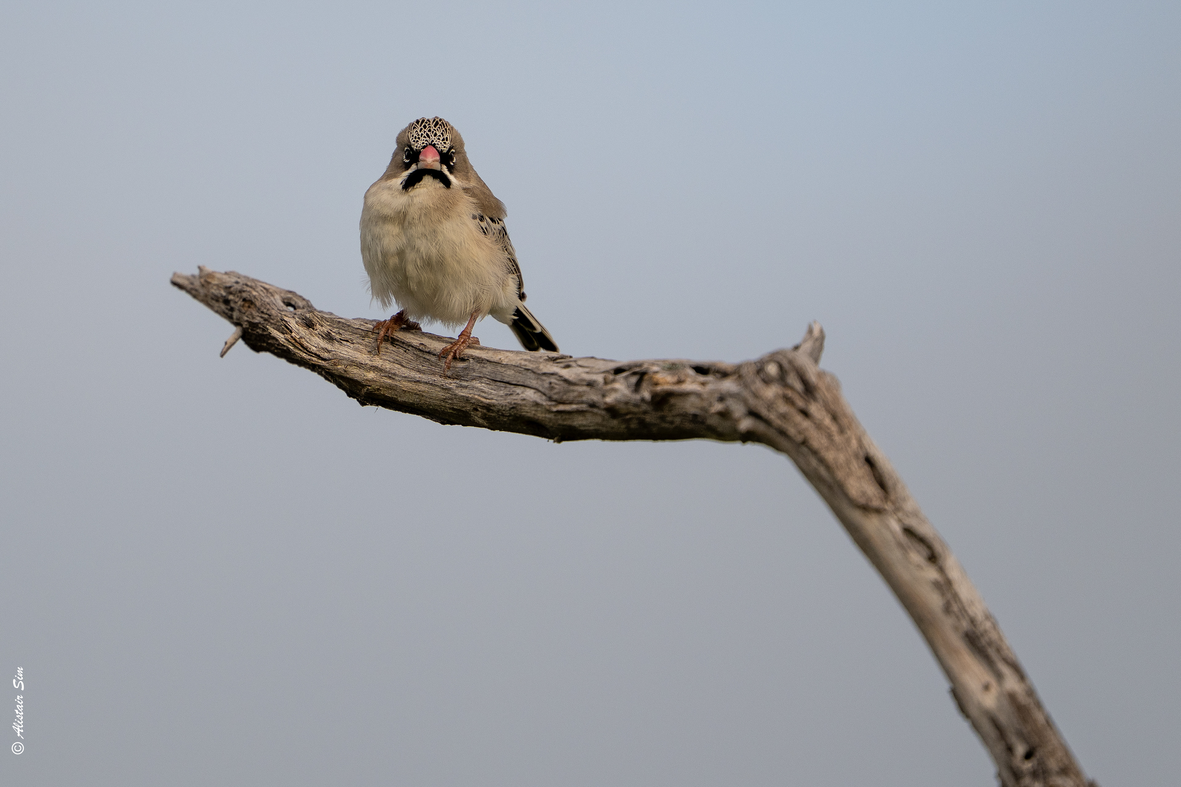 Scaly-feathered weaver