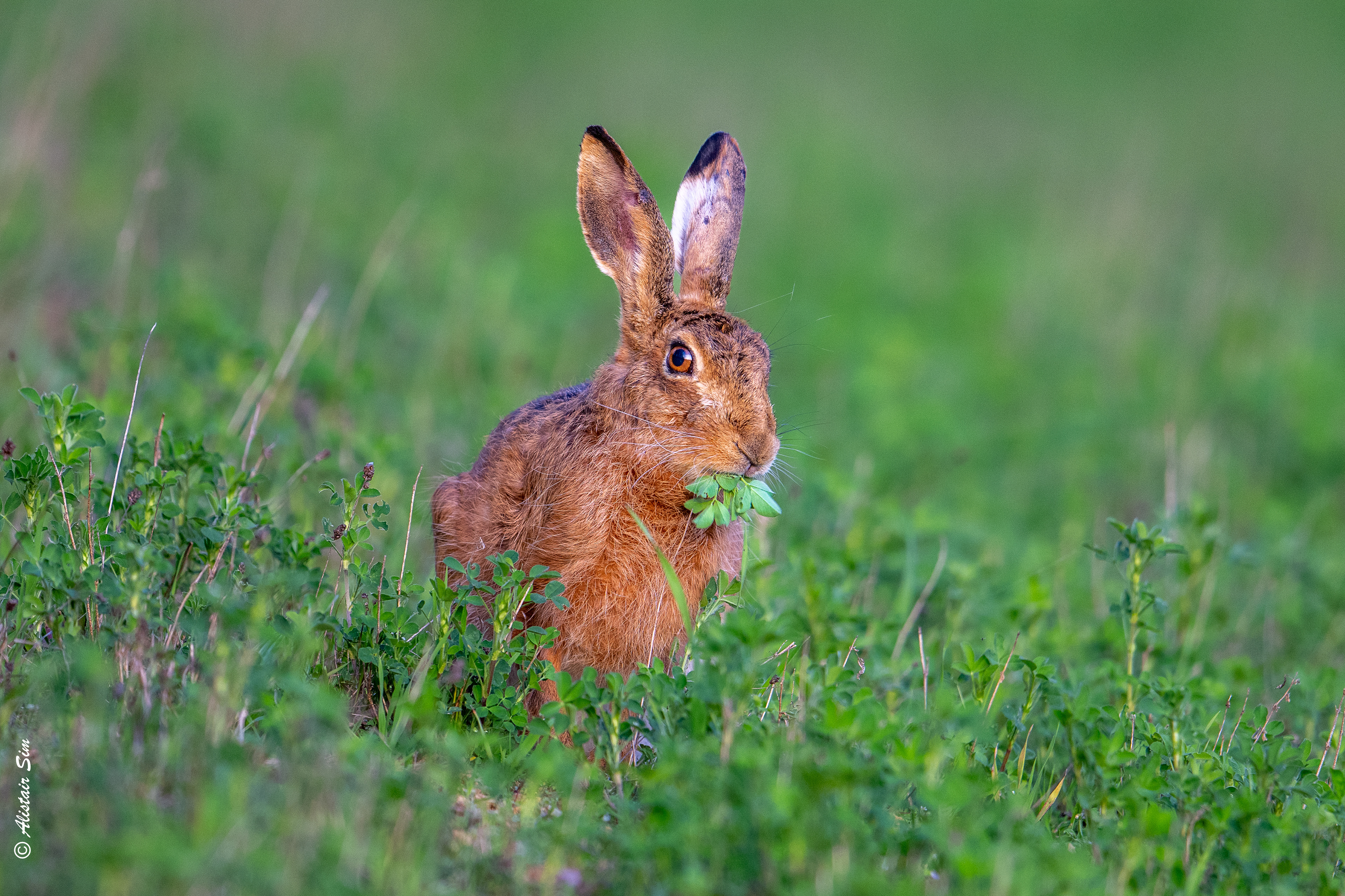Hare today, Grenois