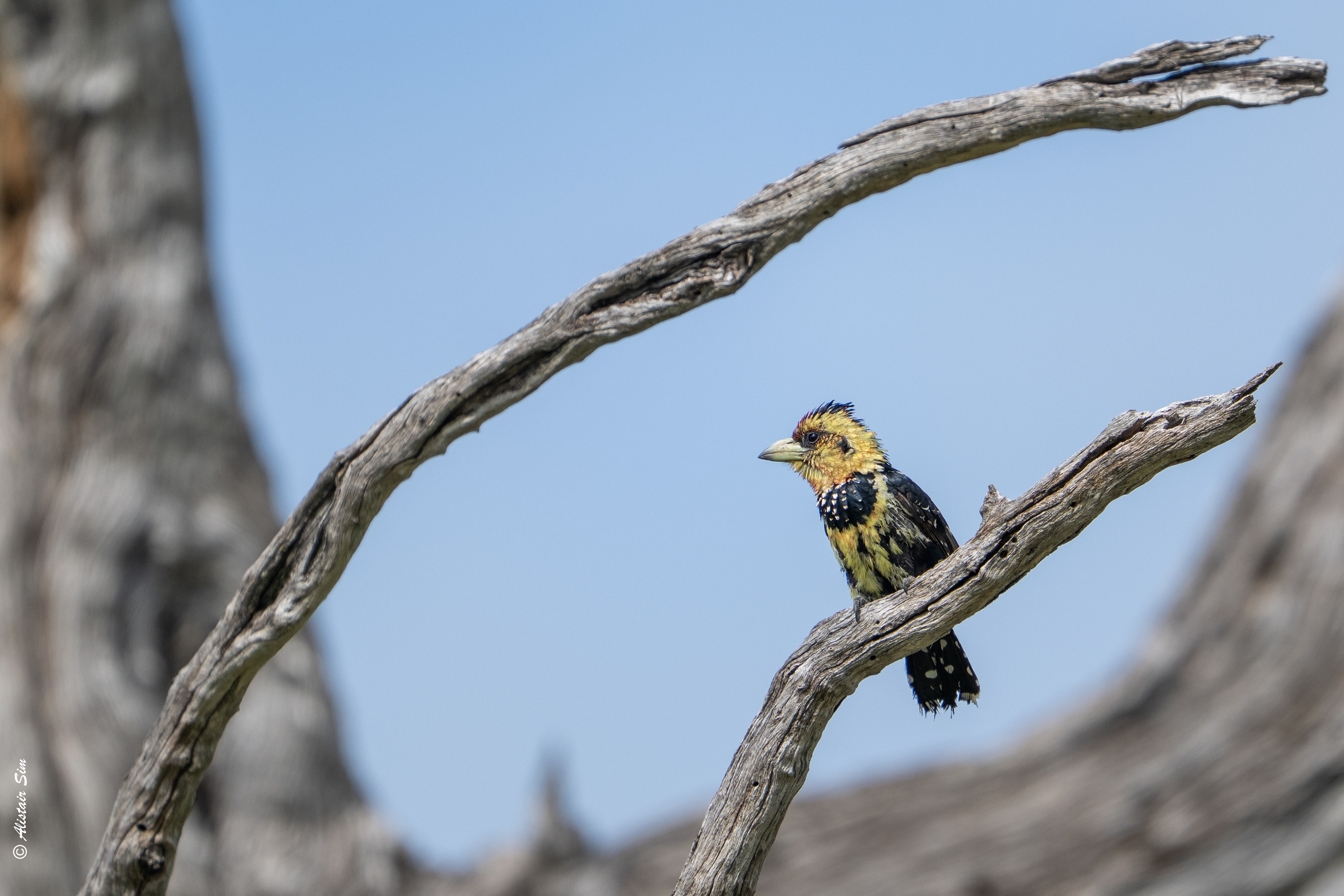 Crested barbet