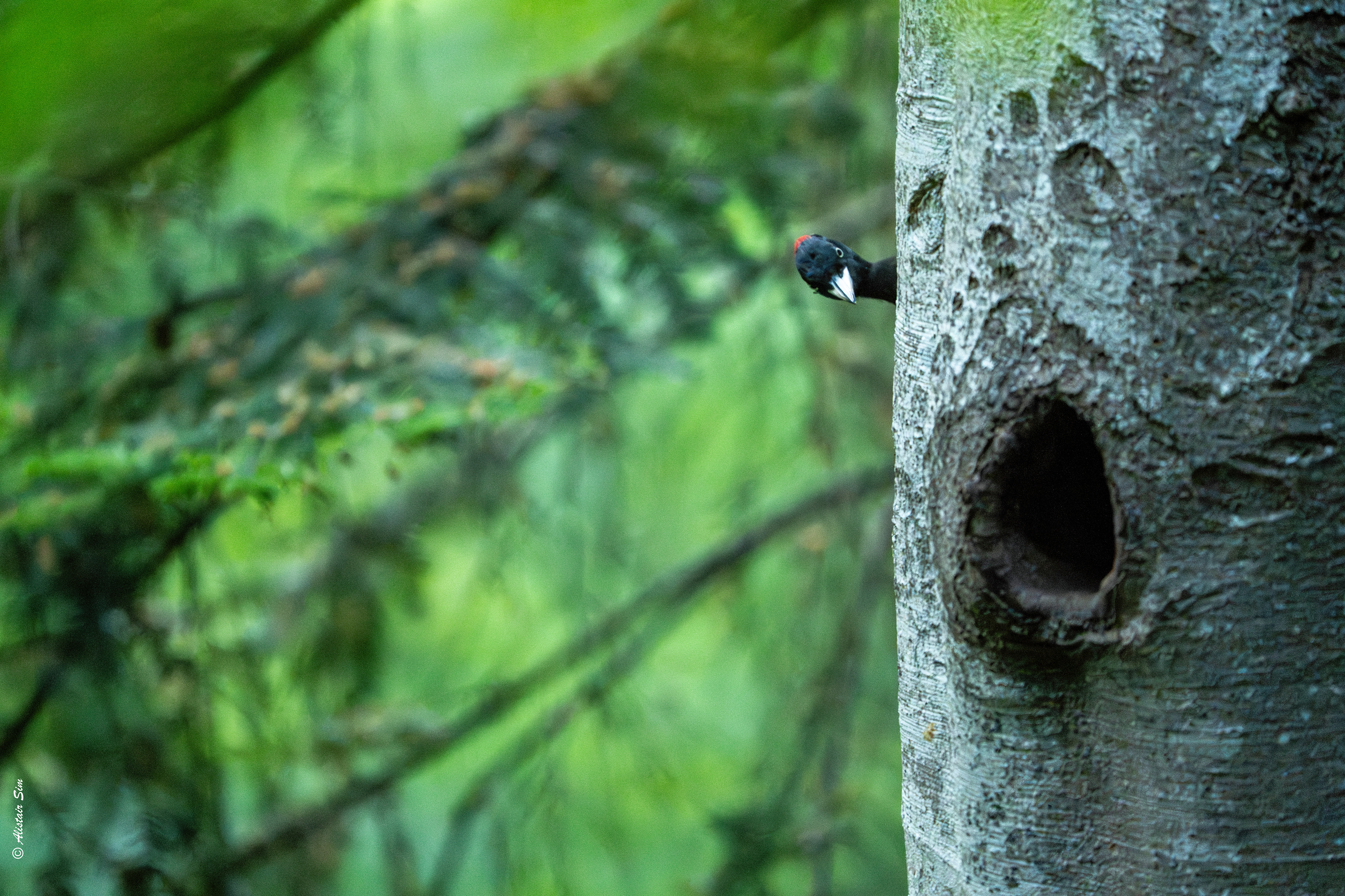 Black woodpecker / Pic noir (f)