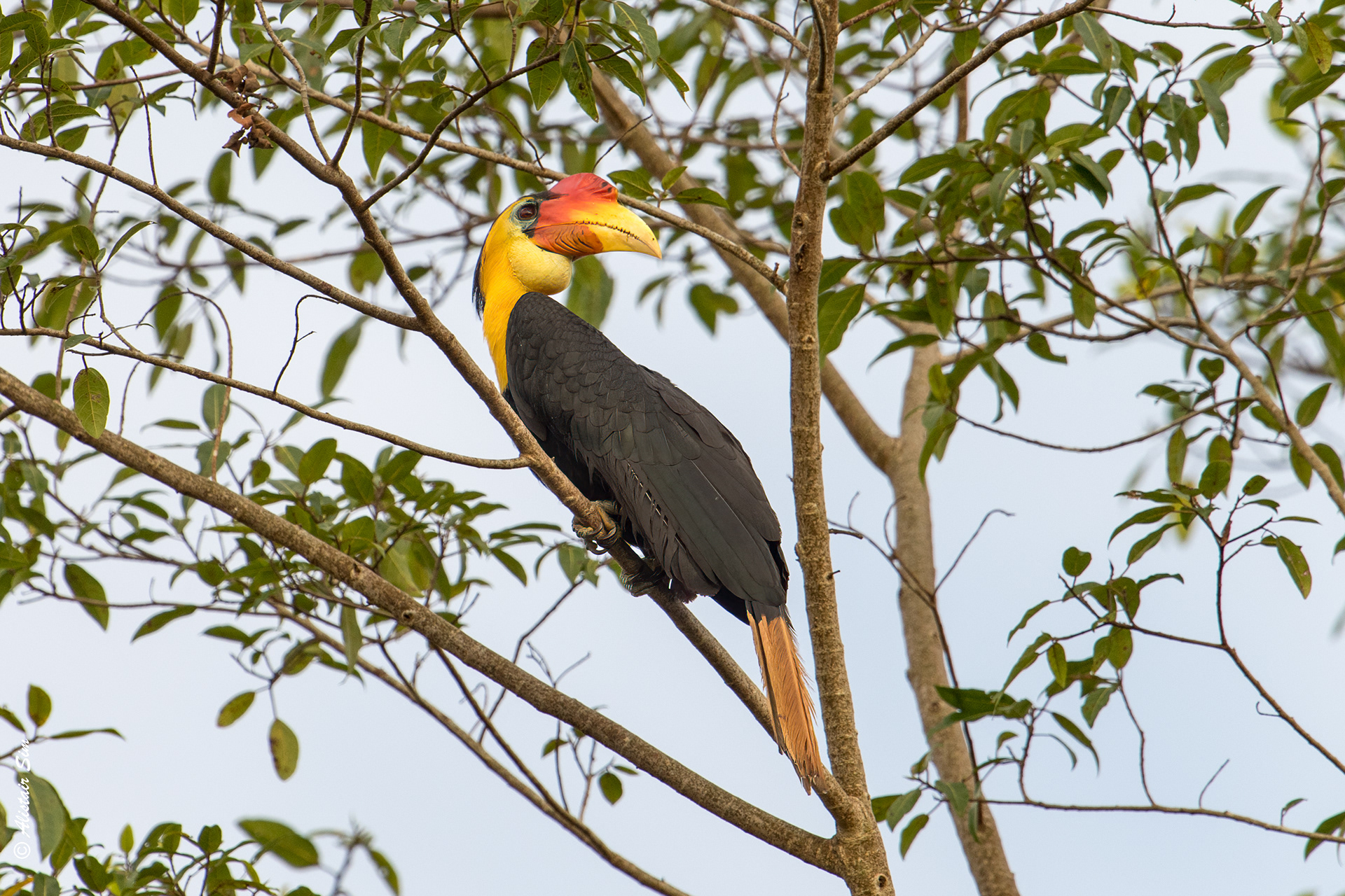 Wrinkled Hornbill, Kinabatangan, Malaysia