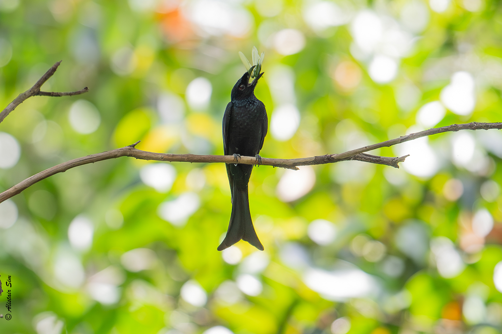 Fork-tailed drongo, SBG, Singapore