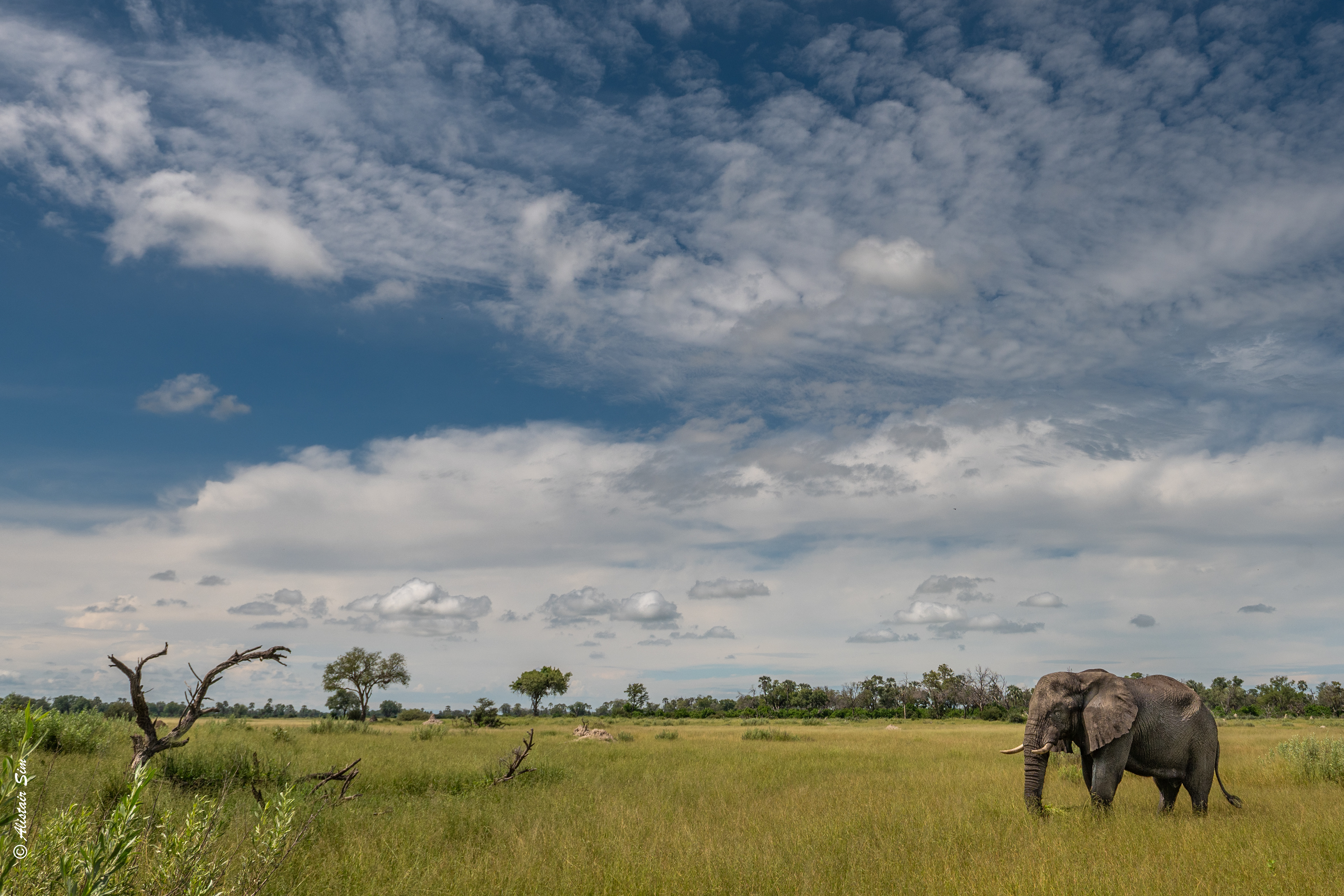 under African skies