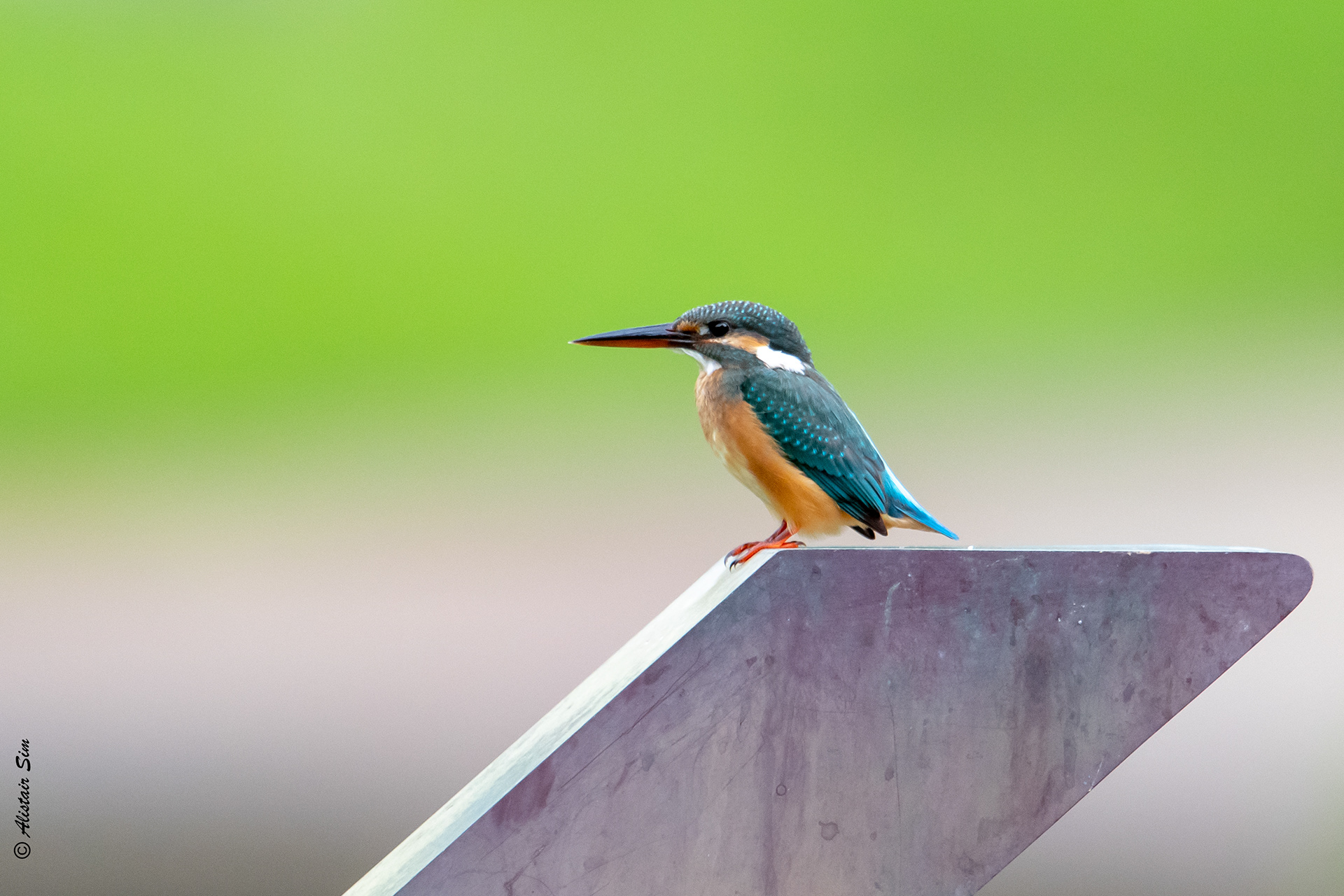 Common Kingfisher, SBG, Singapore