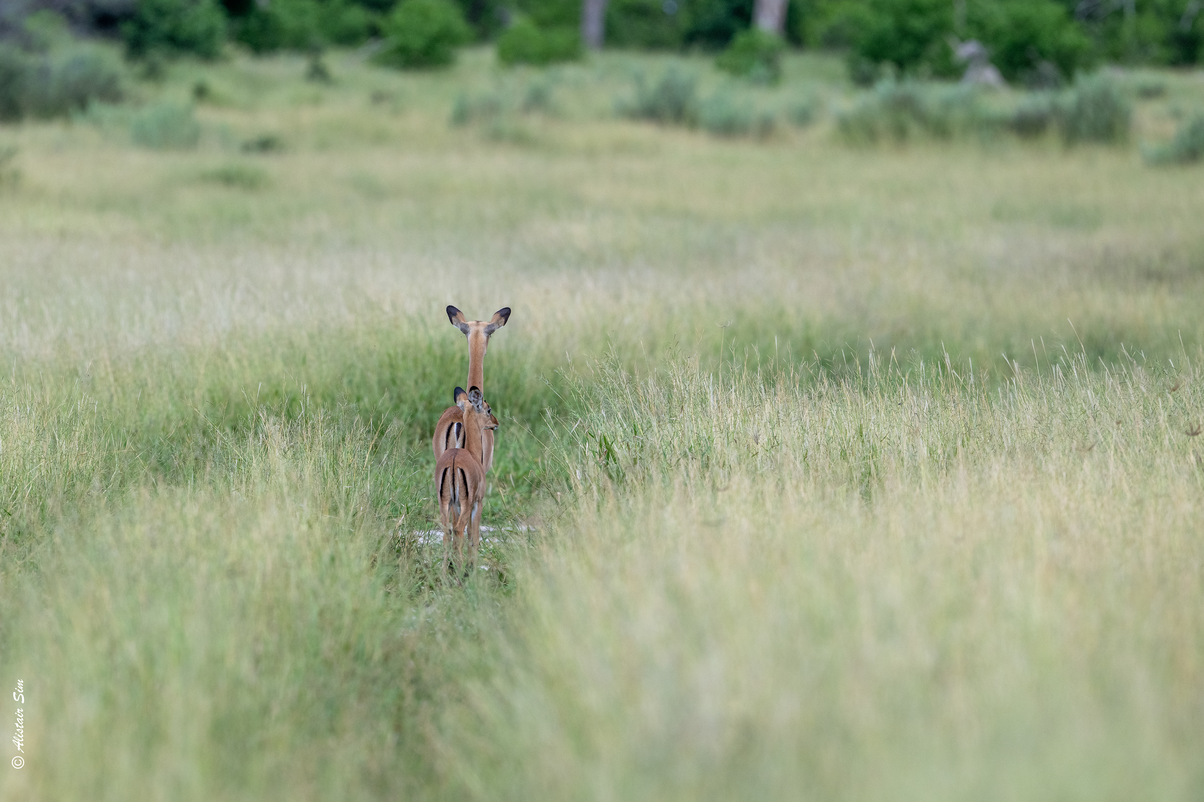 Impala on the lookout