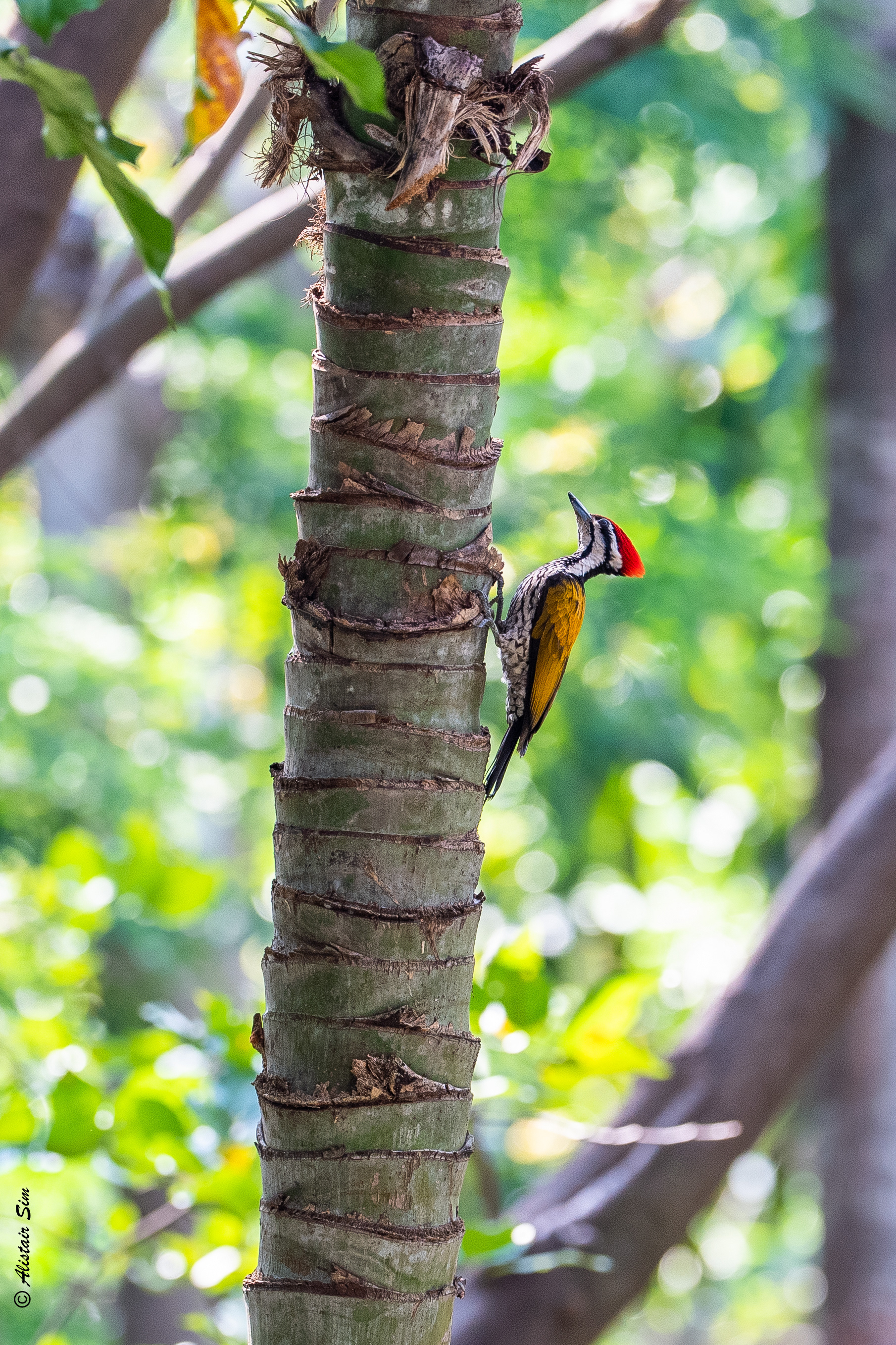 Common flareback woodpecker, Banda Road, Singapore