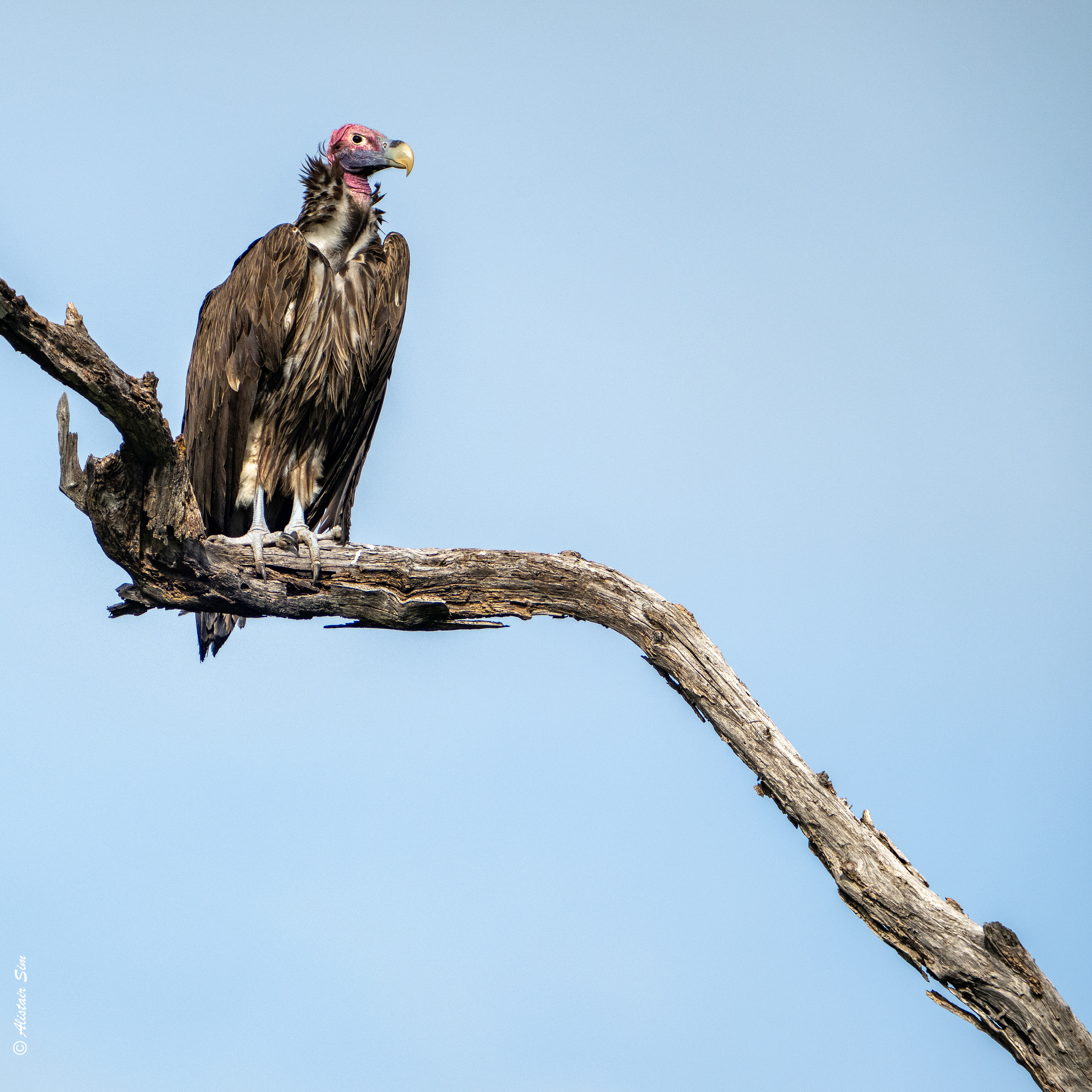 Lappet-faced vulture