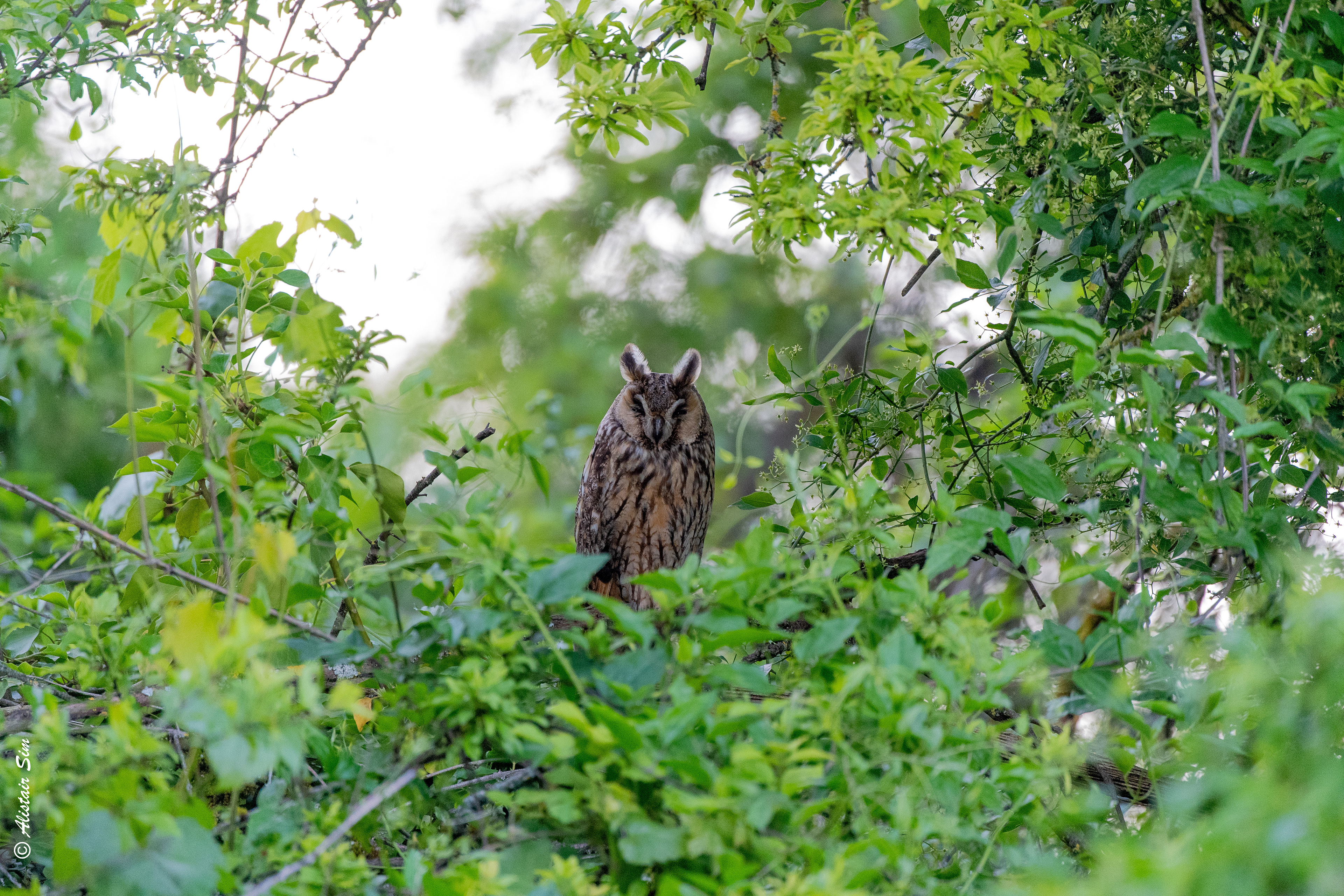 Long-eared owl, Grenois