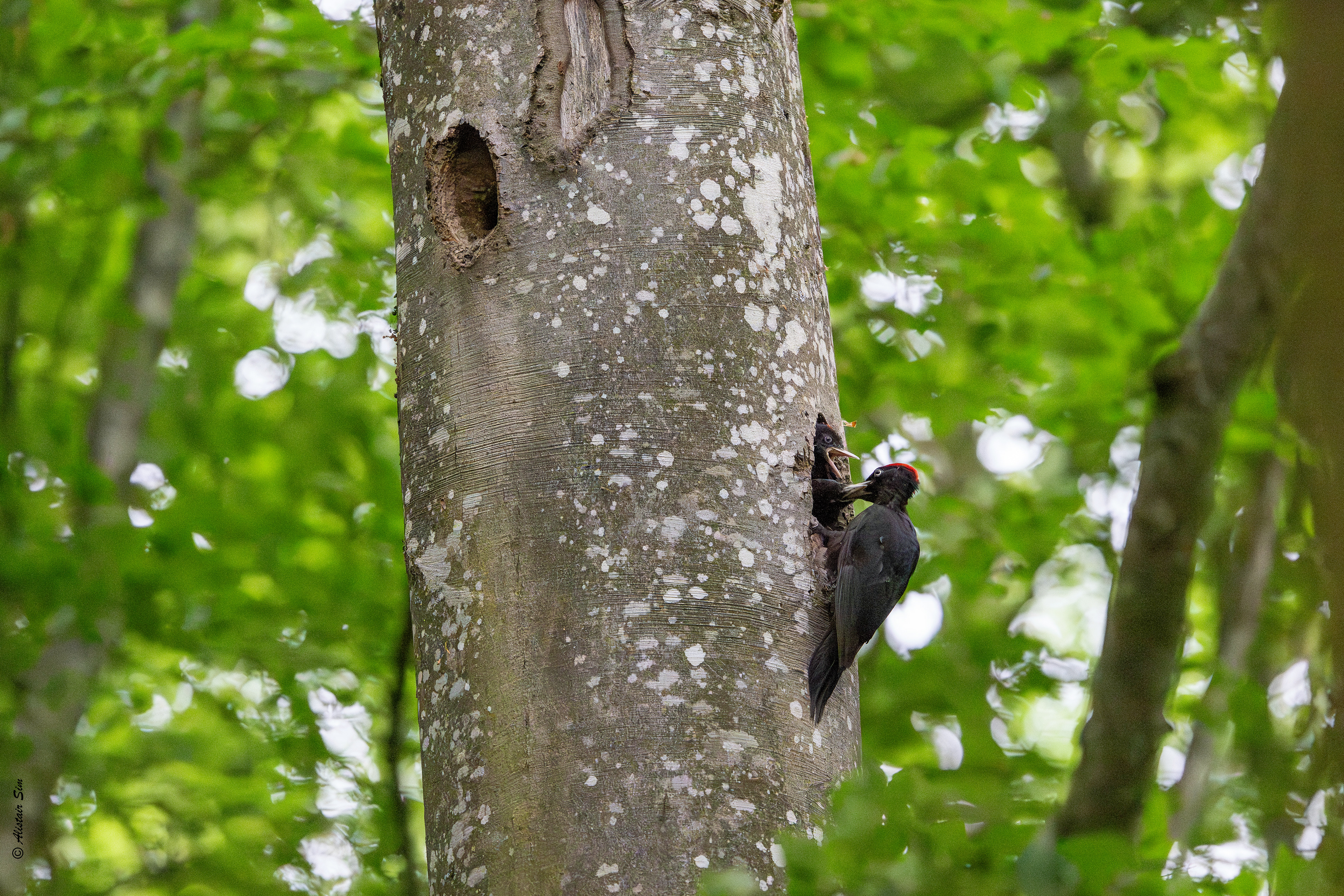Black woodpecker / Pic noir (m)