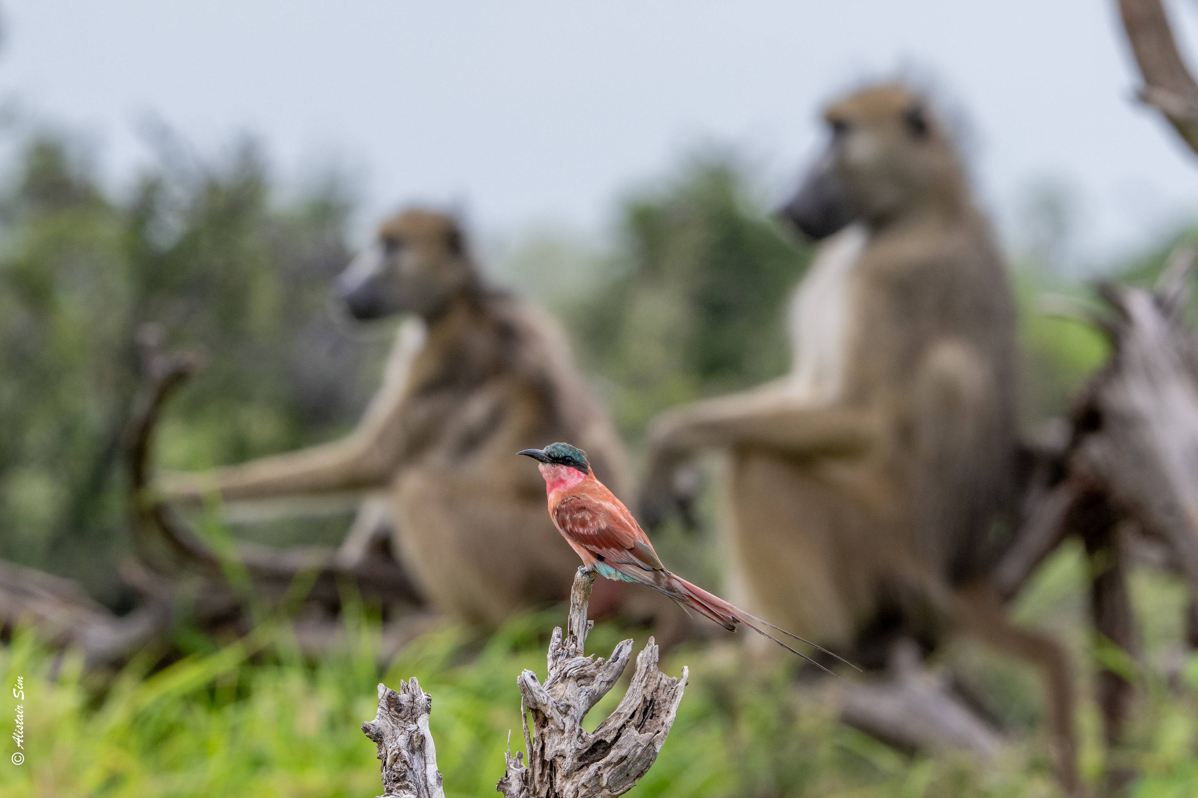 Biker baboons ruffled my feathers!