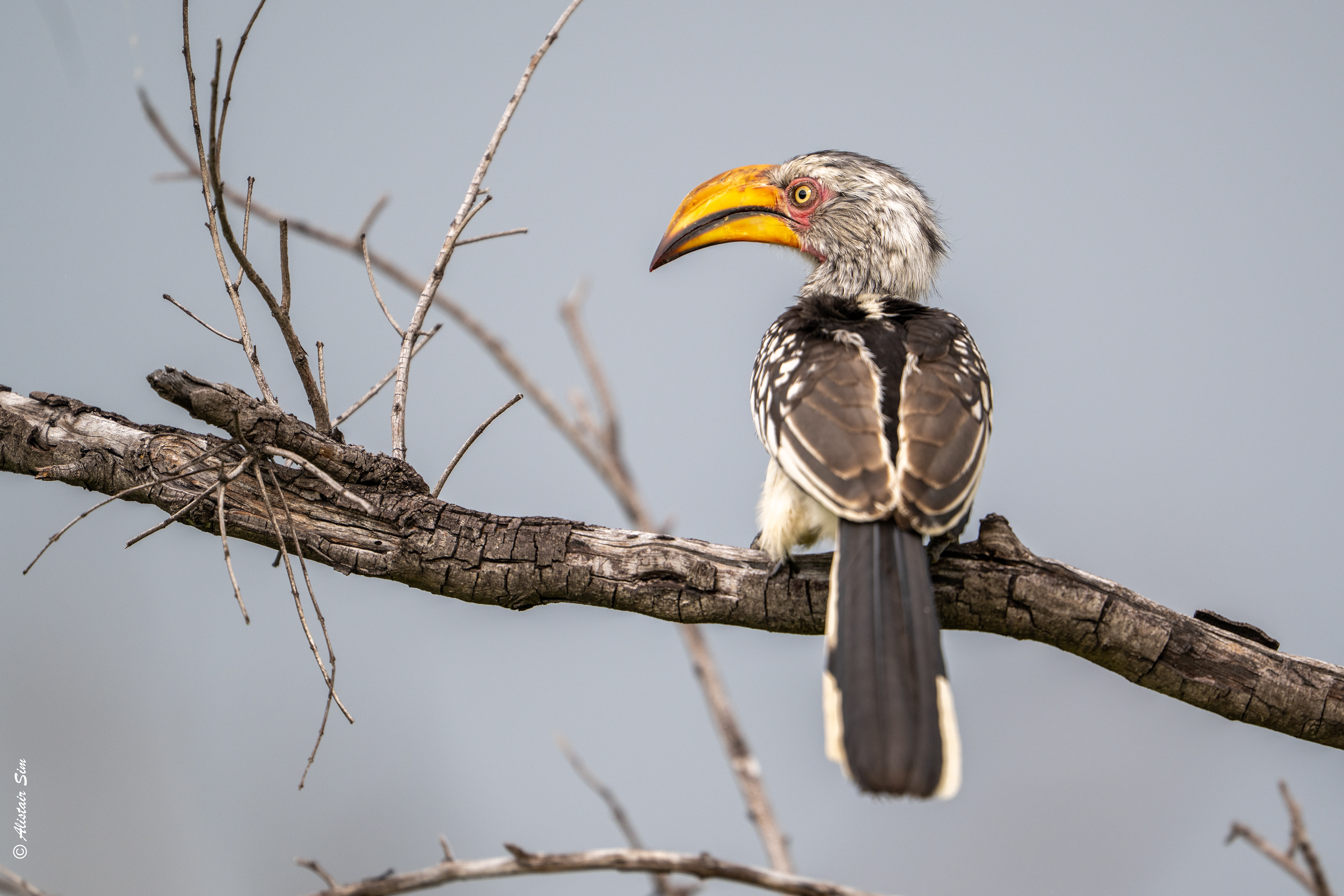 Southern yellow-billed hornbill