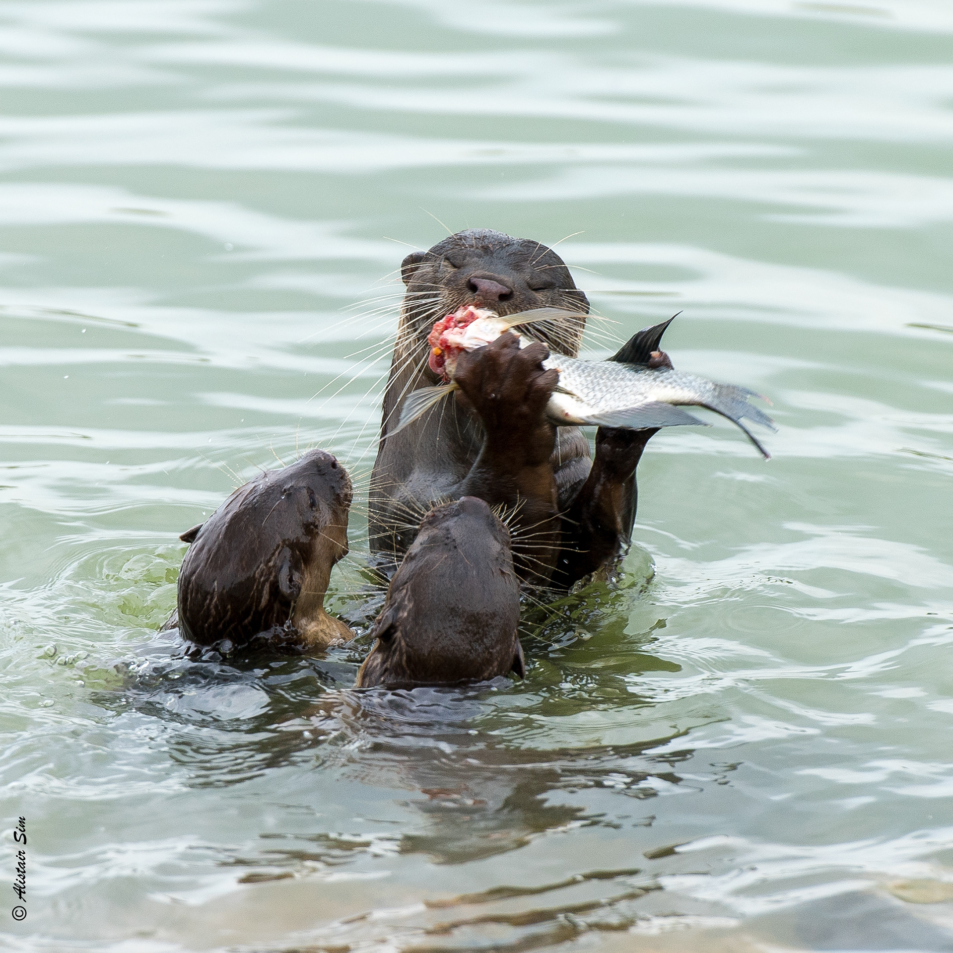Smooth-coated otter, GBTB, Singapore